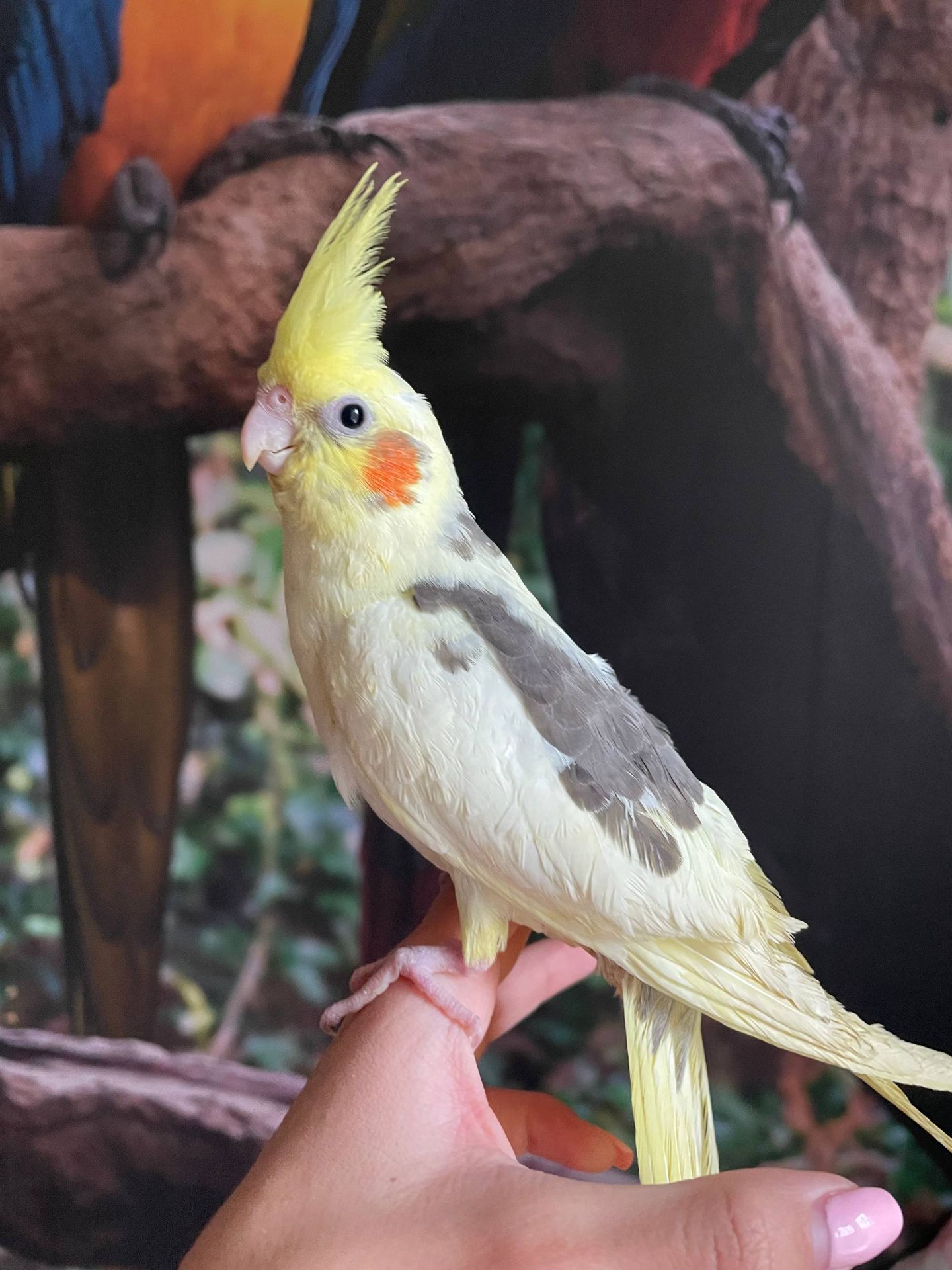 Ручні корелла