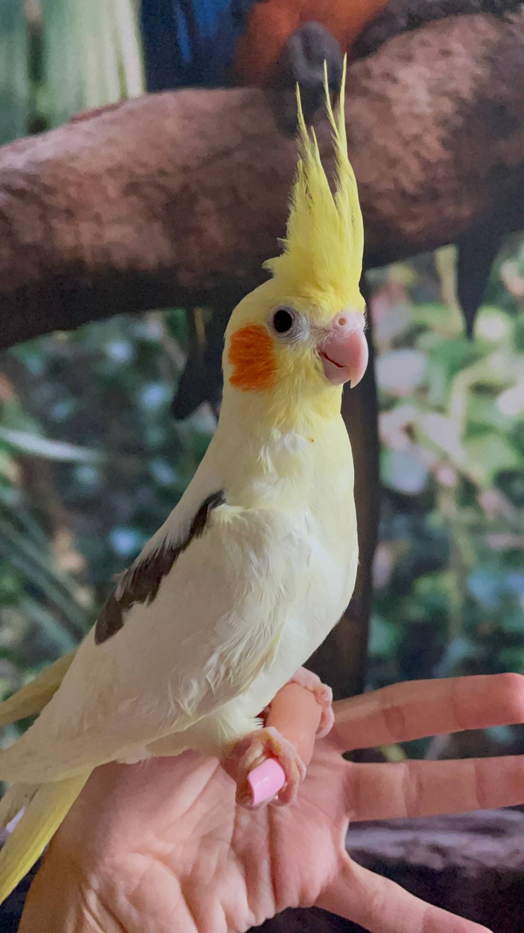 Ручні корелла