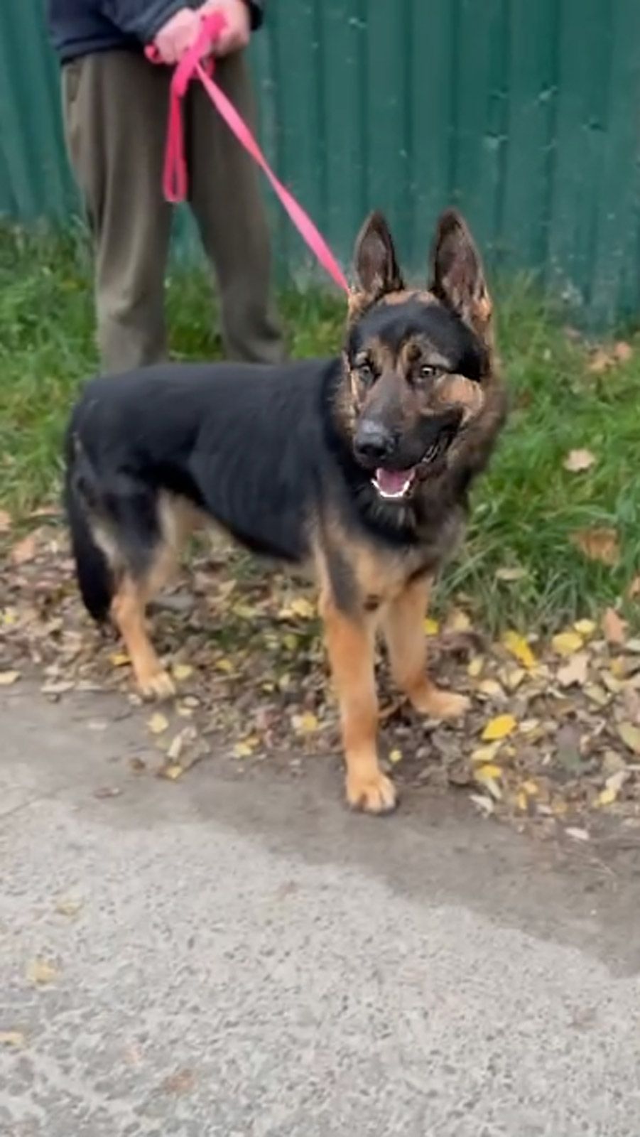 Молодий вівчарка Рокі