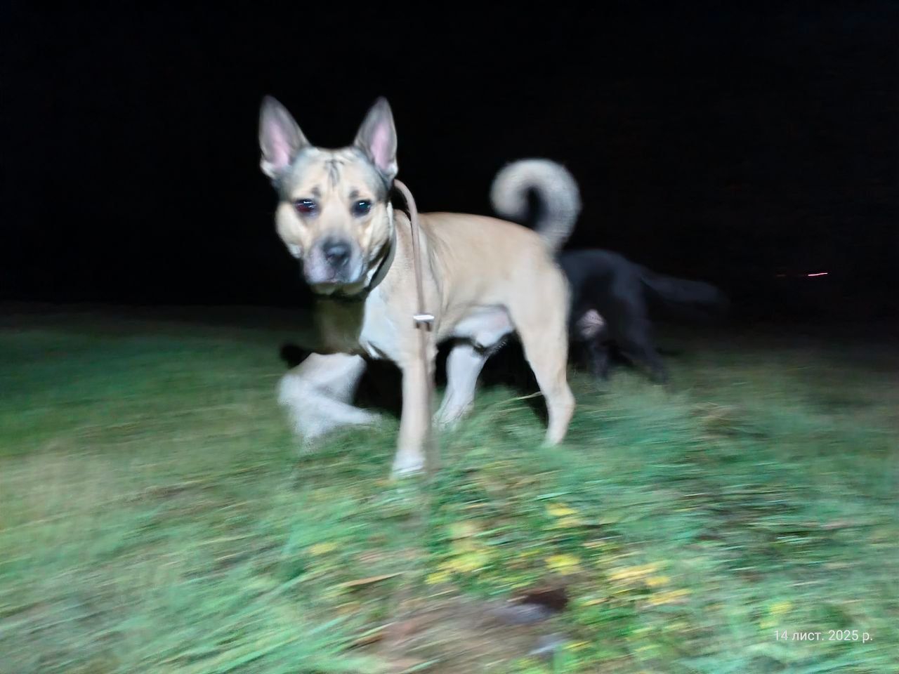 Пітбуль Зевс