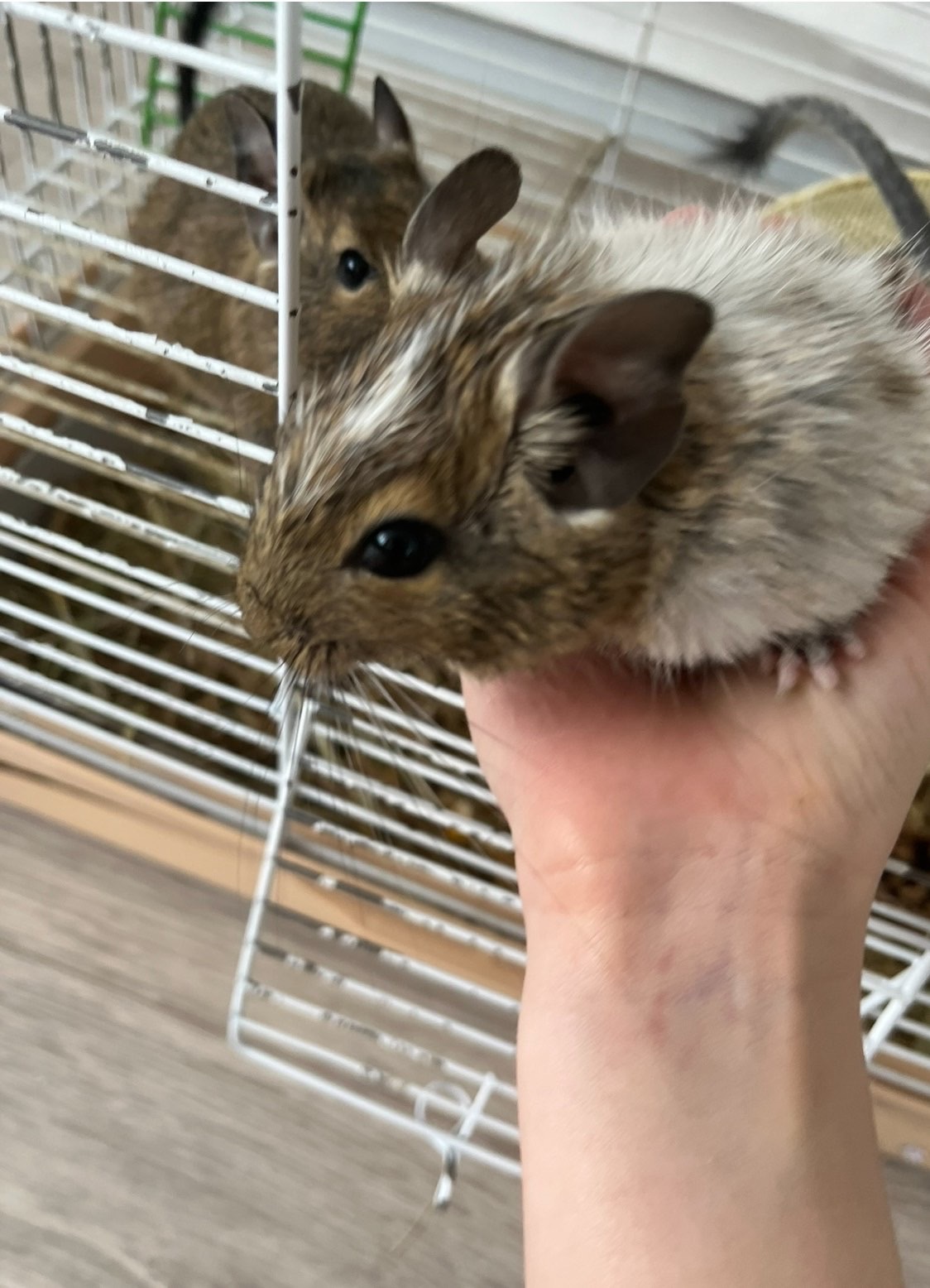 Белки дегу отдам вместе с клеткой Буча, Киев, Ирпень