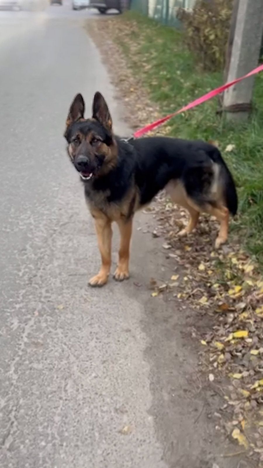 Молодий вівчарка Рокі