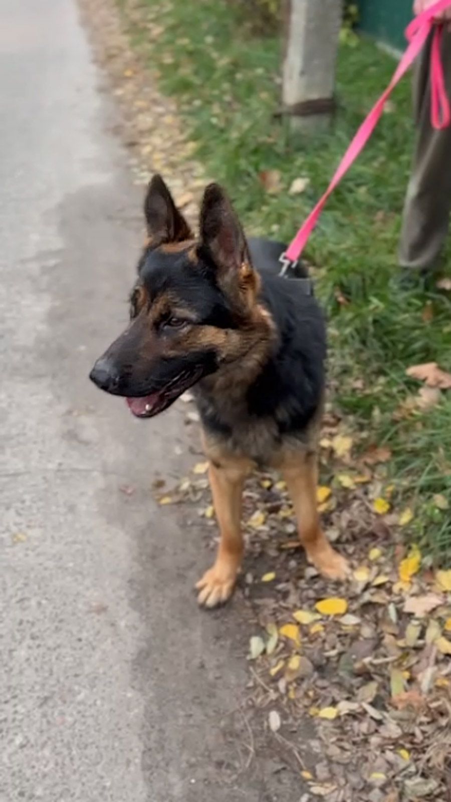 Молодий вівчарка Рокі