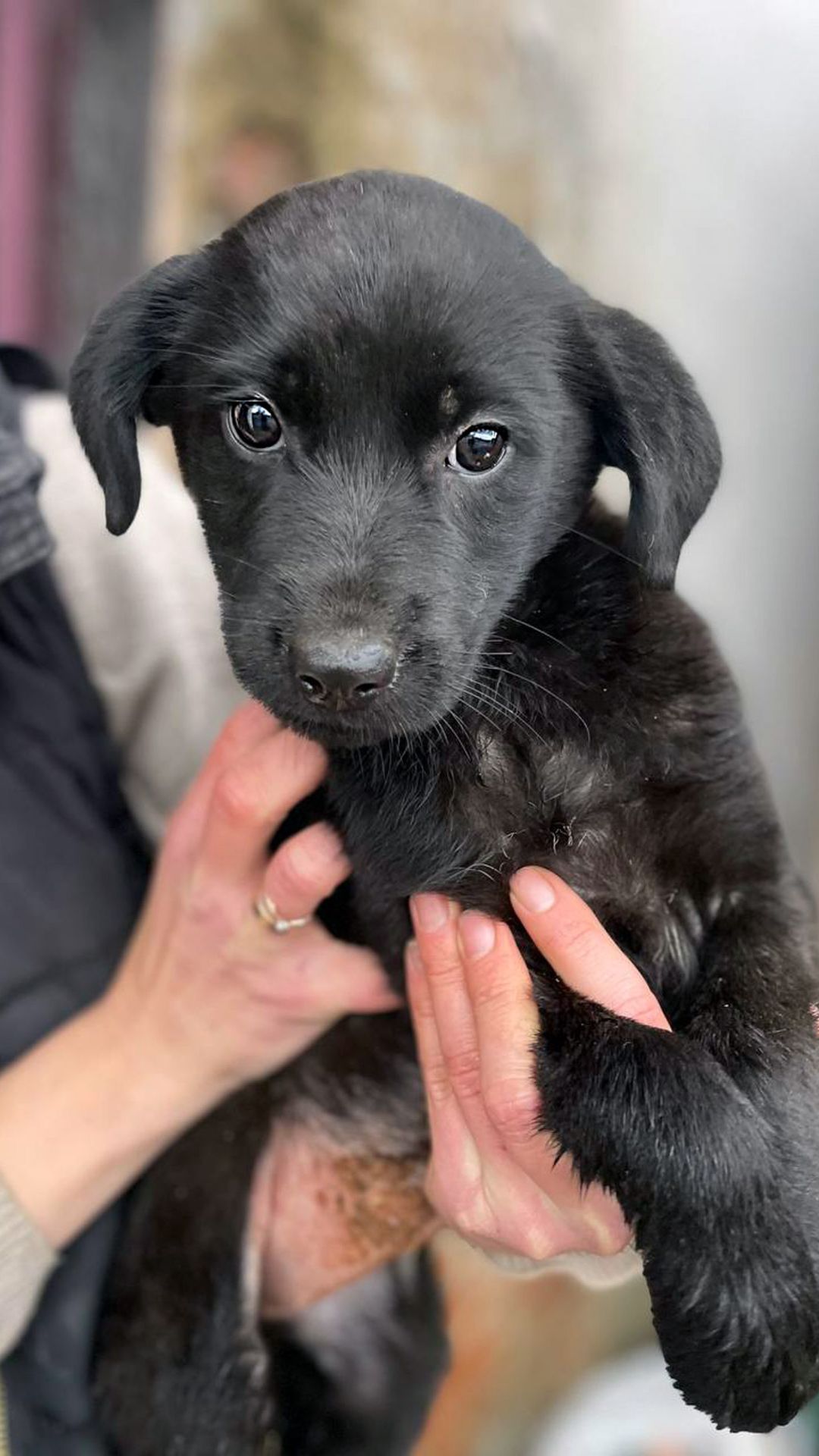 Чорне цуценя Тіана