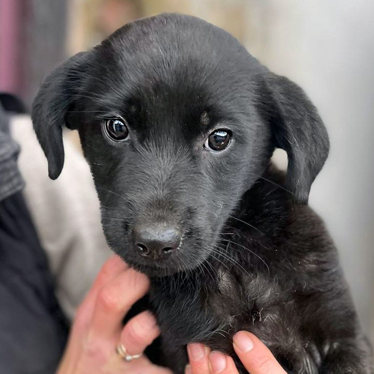 Чорне цуценя Тіана