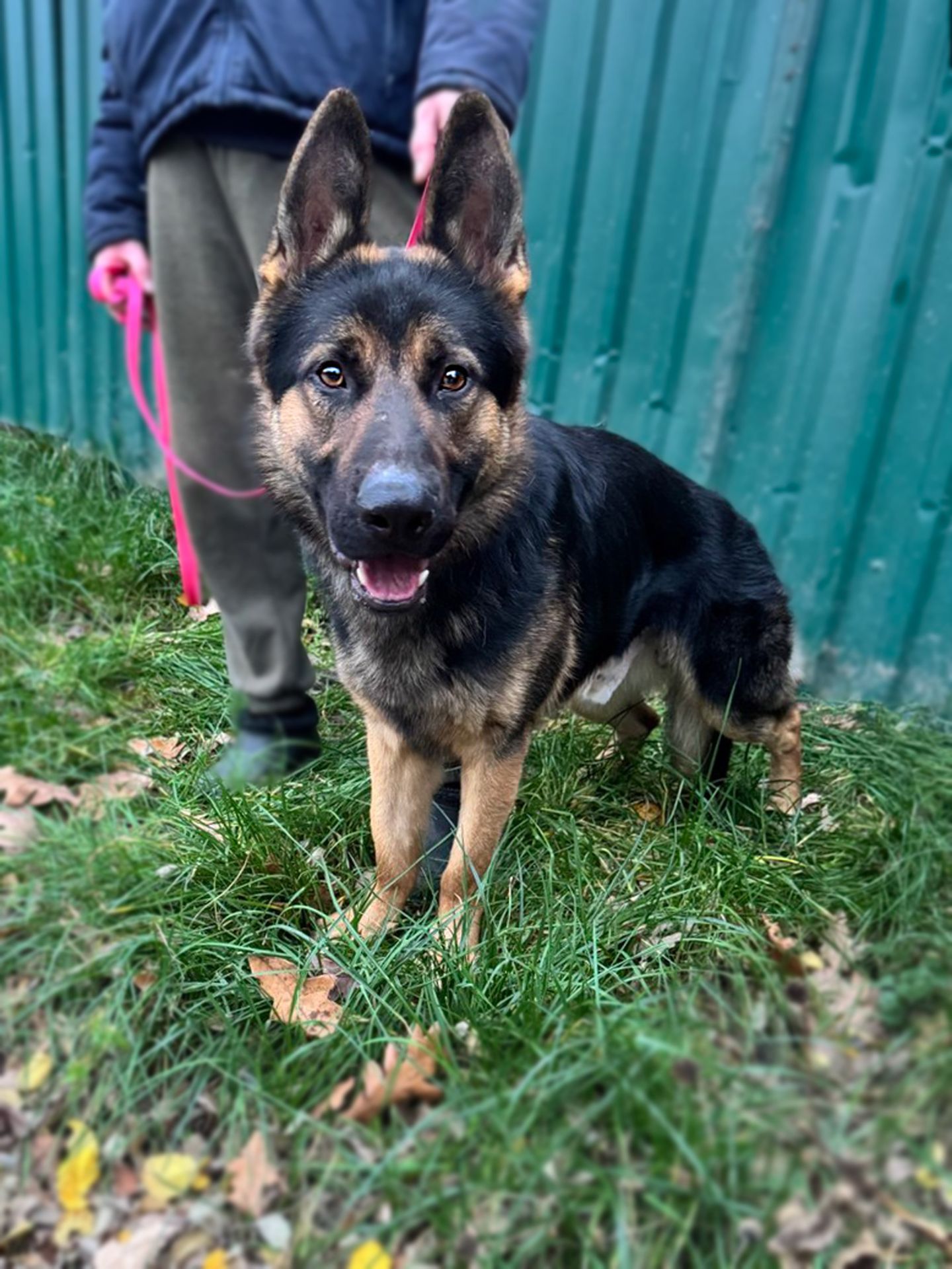 Молодий вівчарка Рокі