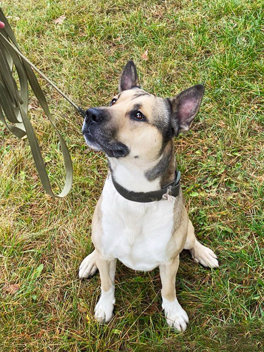 Пітбуль Зевс