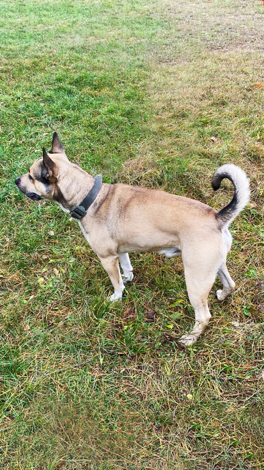 Пітбуль Зевс