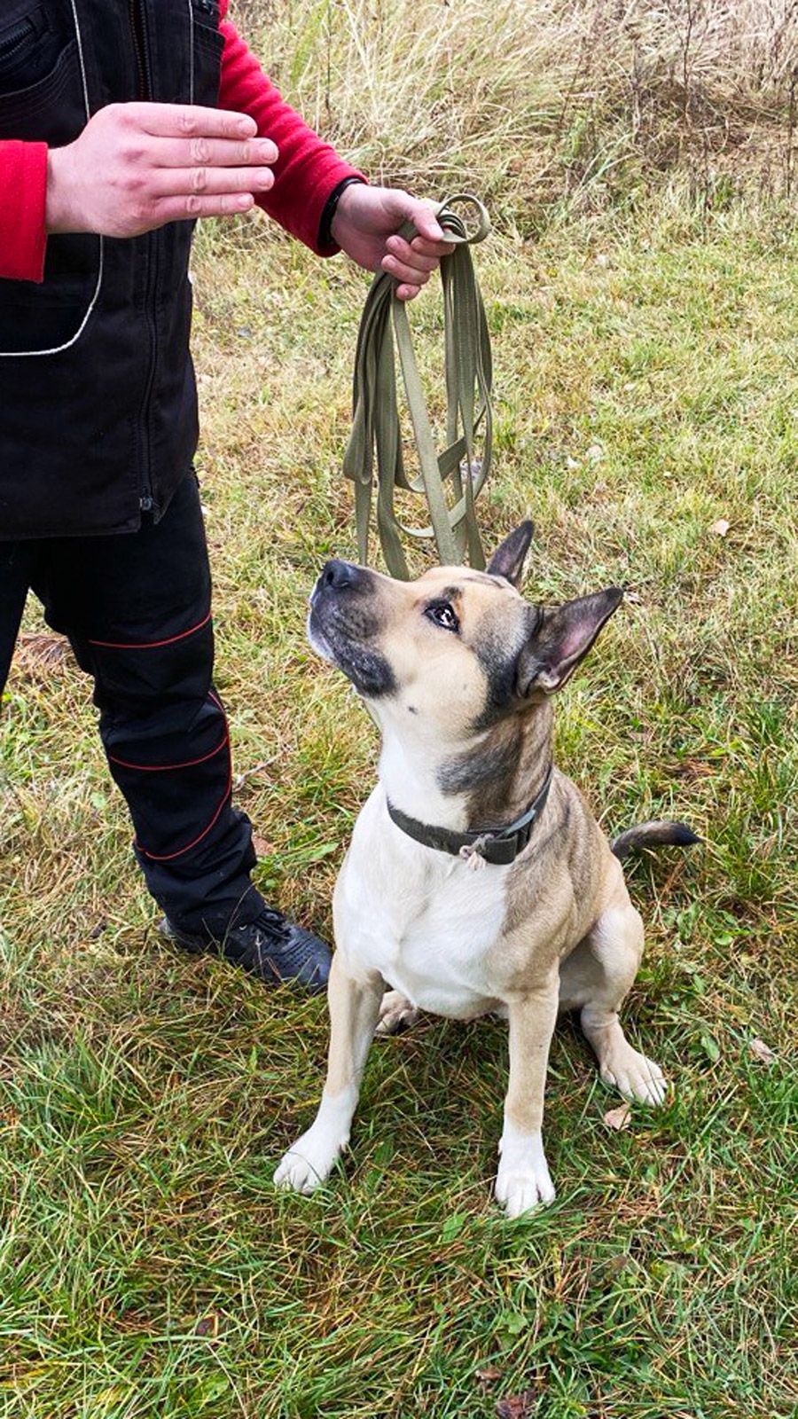 Пітбуль Зевс