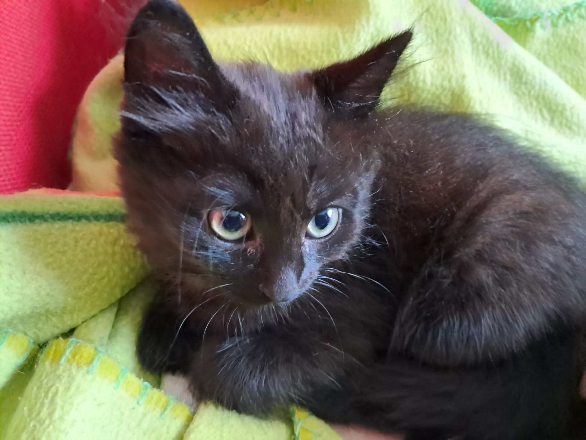 Віддам кошенят в добрі руки