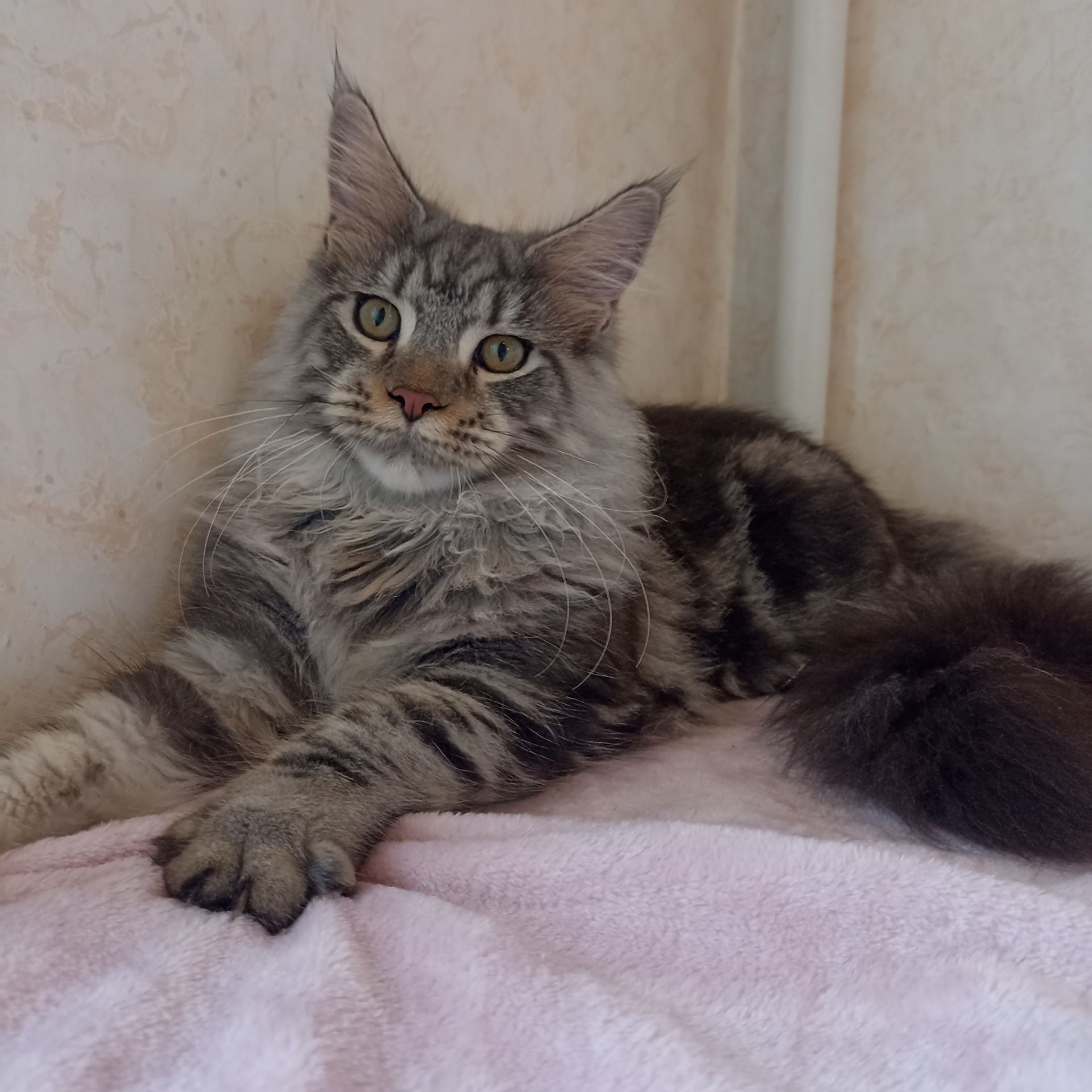 Мейн Кун котенок мальчик