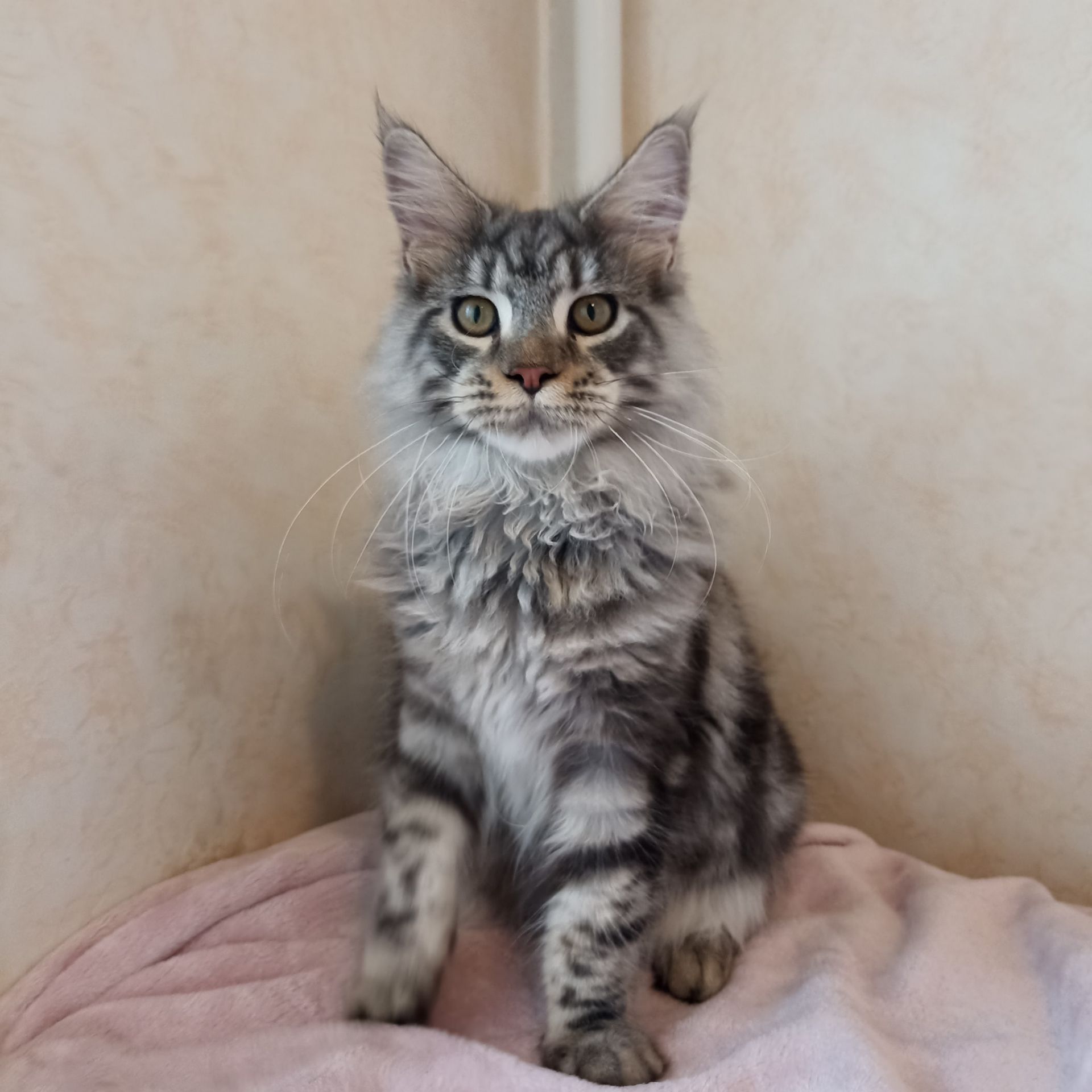 Мейн Кун котенок мальчик