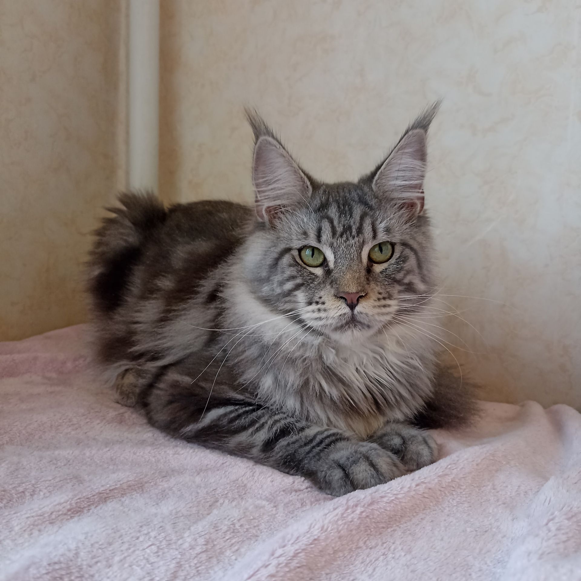 Мейн Кун мальчик