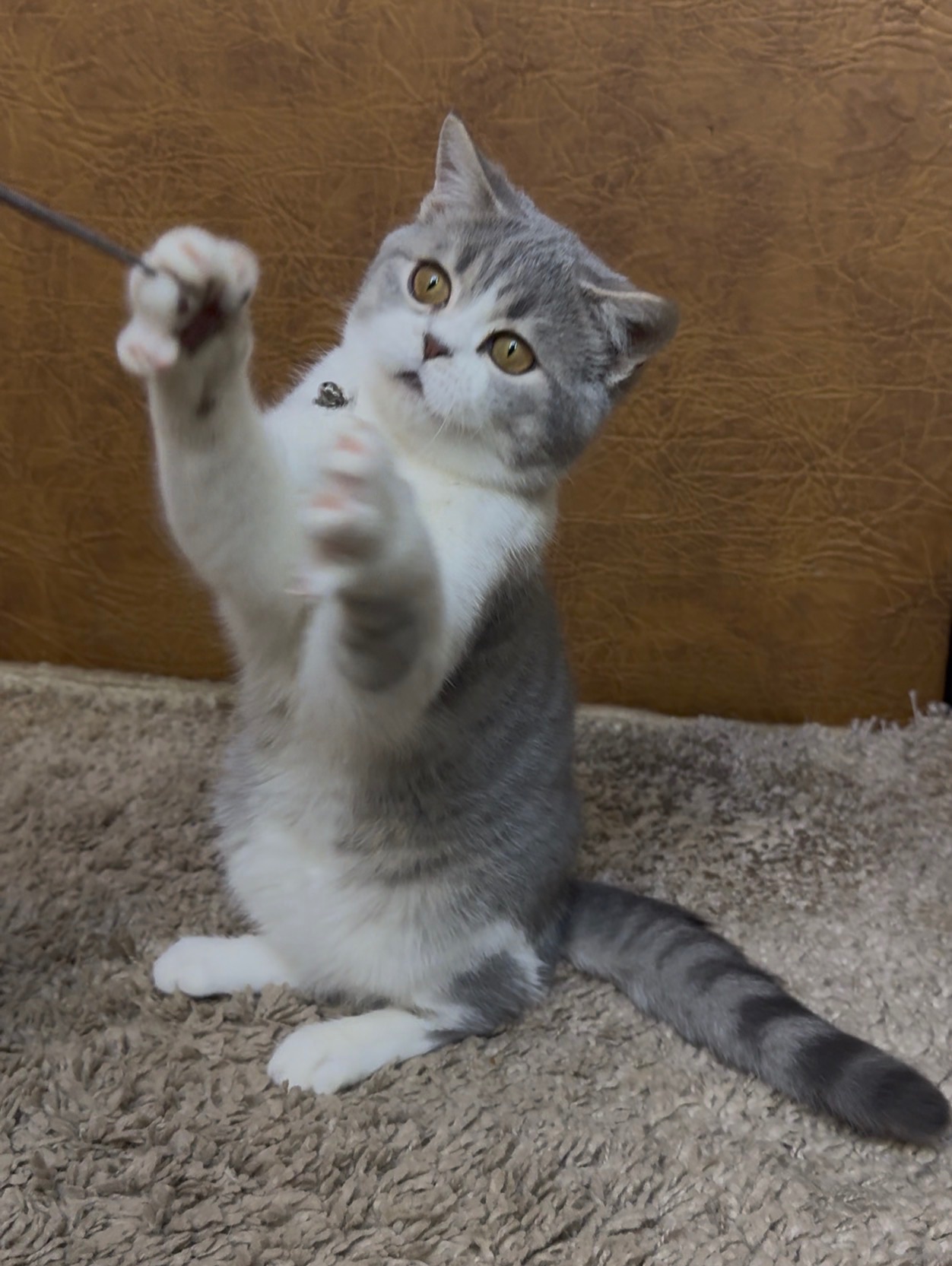 Неймовірно лагідне та красиве Шотландське кошеня від елітних батьків