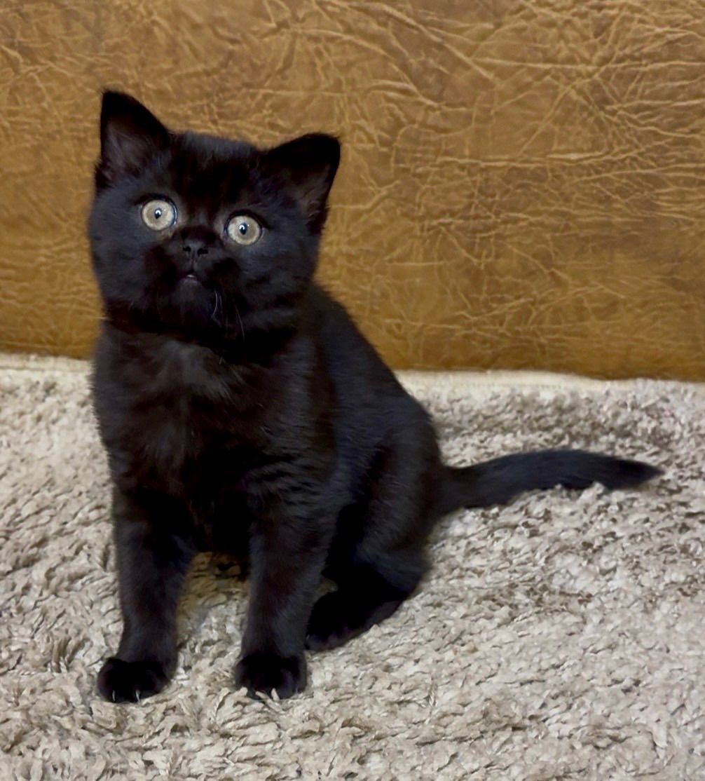 Розкішне Шотландське кошеня, дівчинка. Чорна пантера