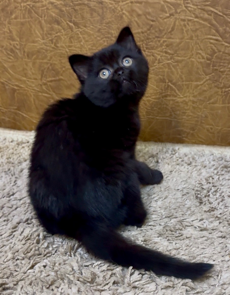 Розкішне Шотландське кошеня, дівчинка. Чорна пантера