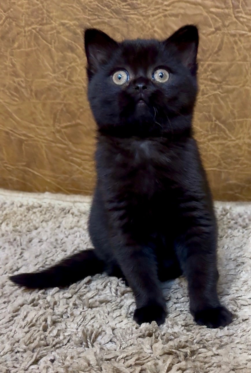 Розкішне Шотландське кошеня, дівчинка. Чорна пантера