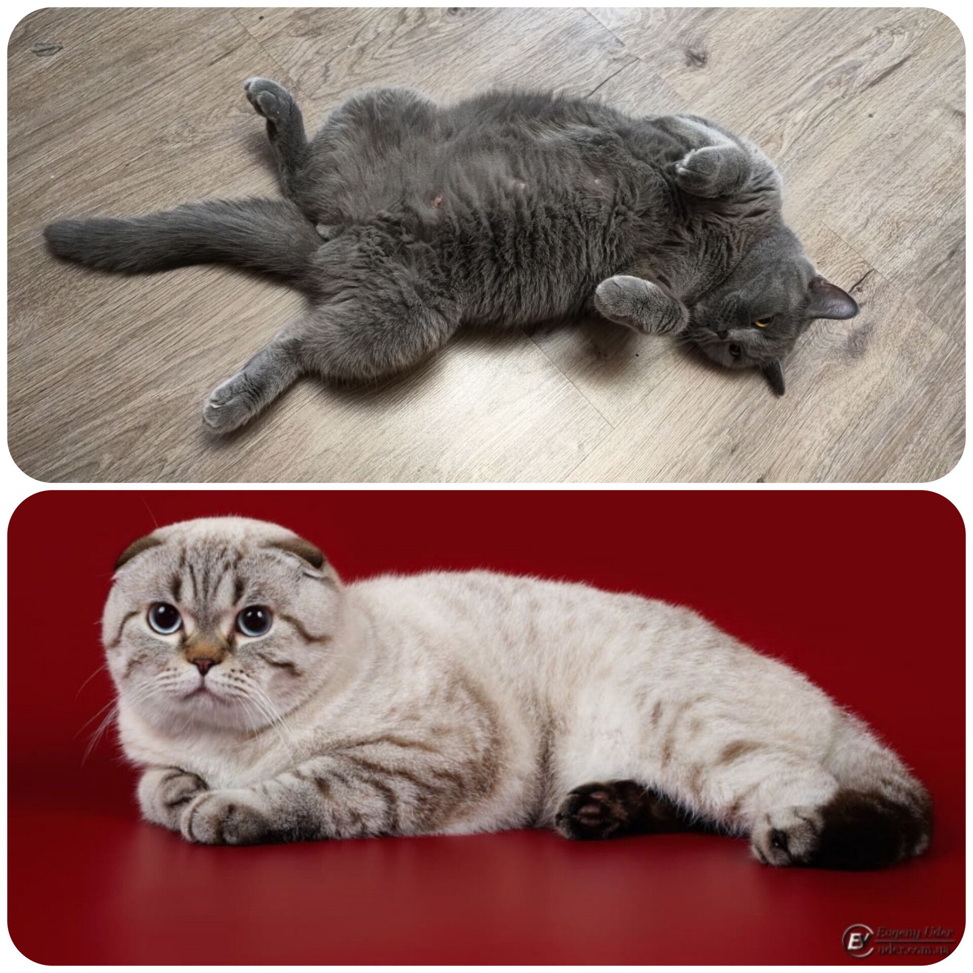 Шотландські кошенята.