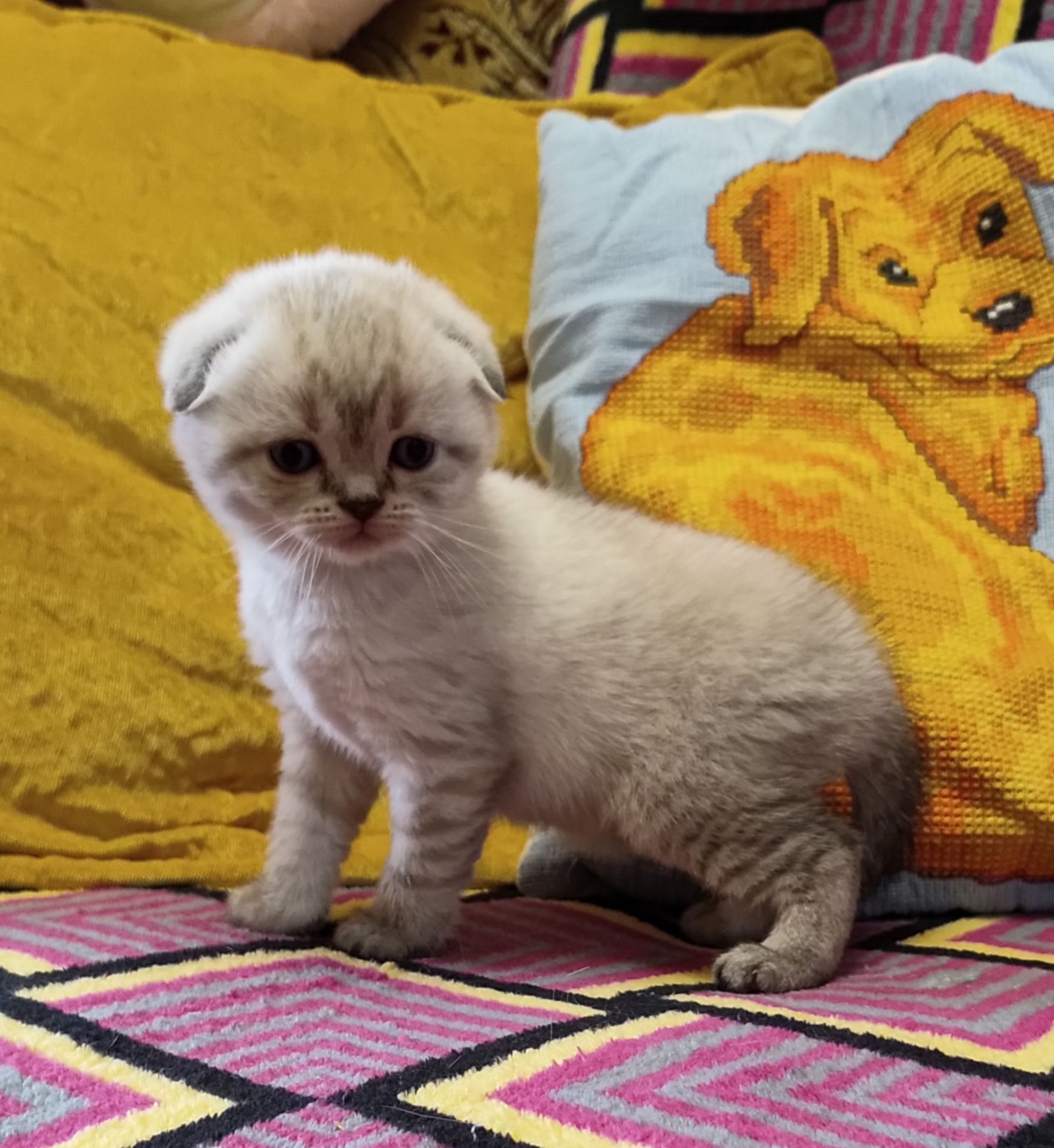 Шотландські кошенята.