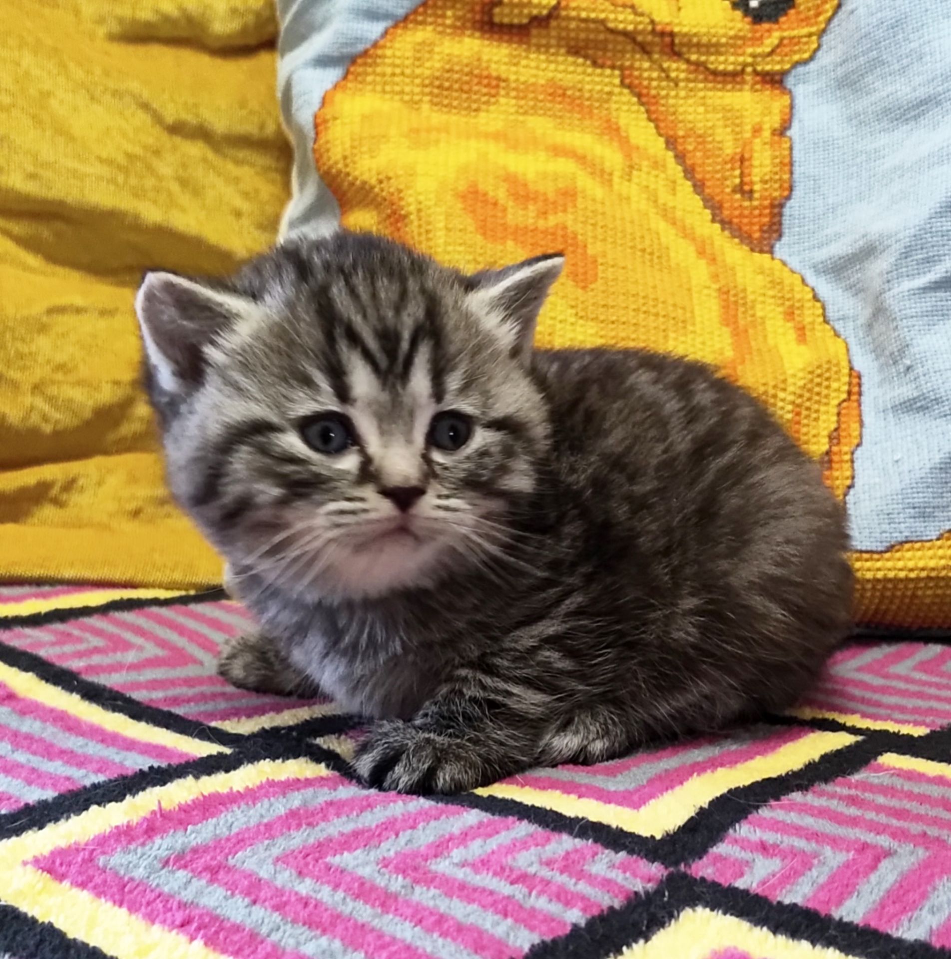 Шотландські кошенята.