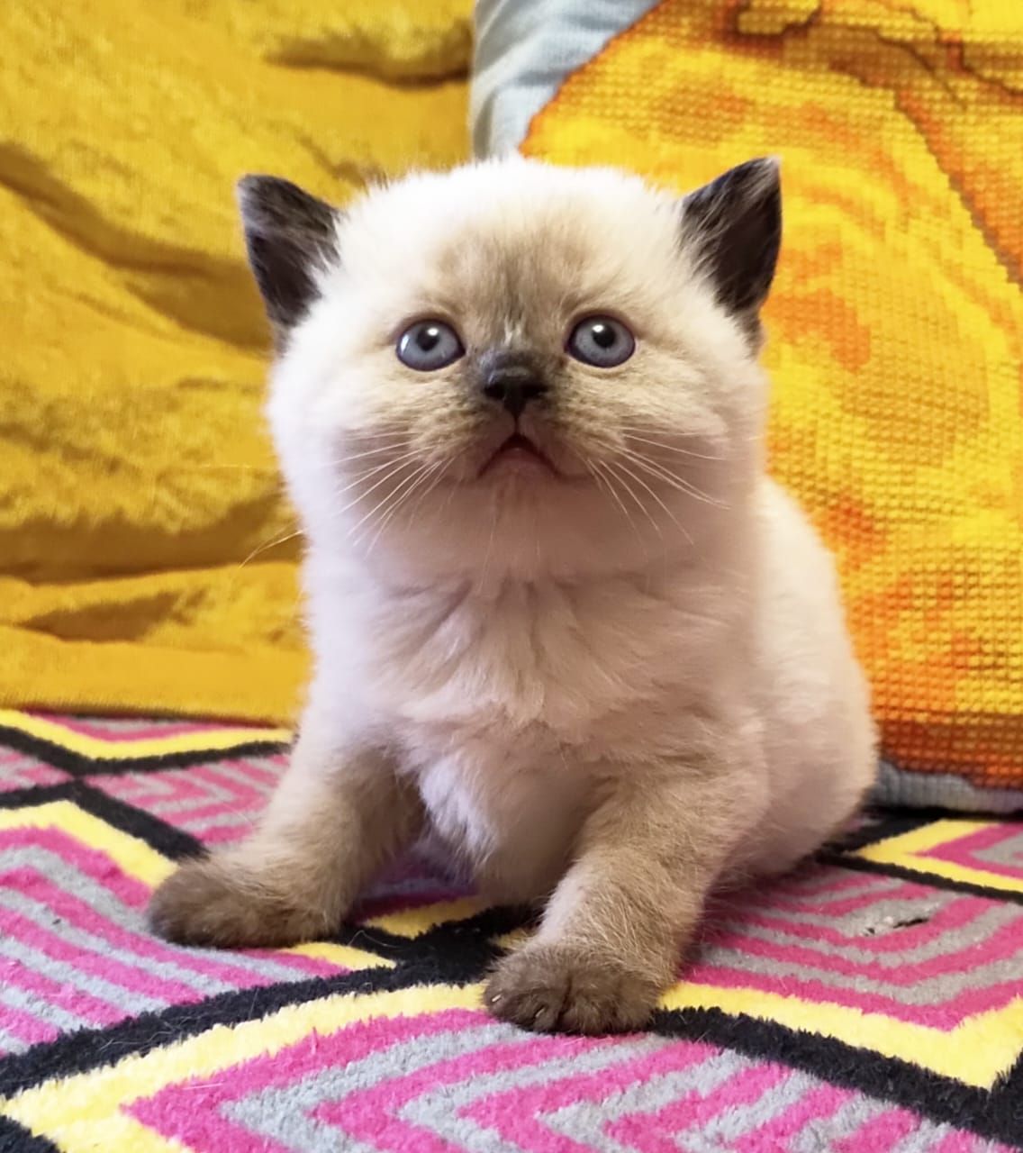 Шотландські кошенята.