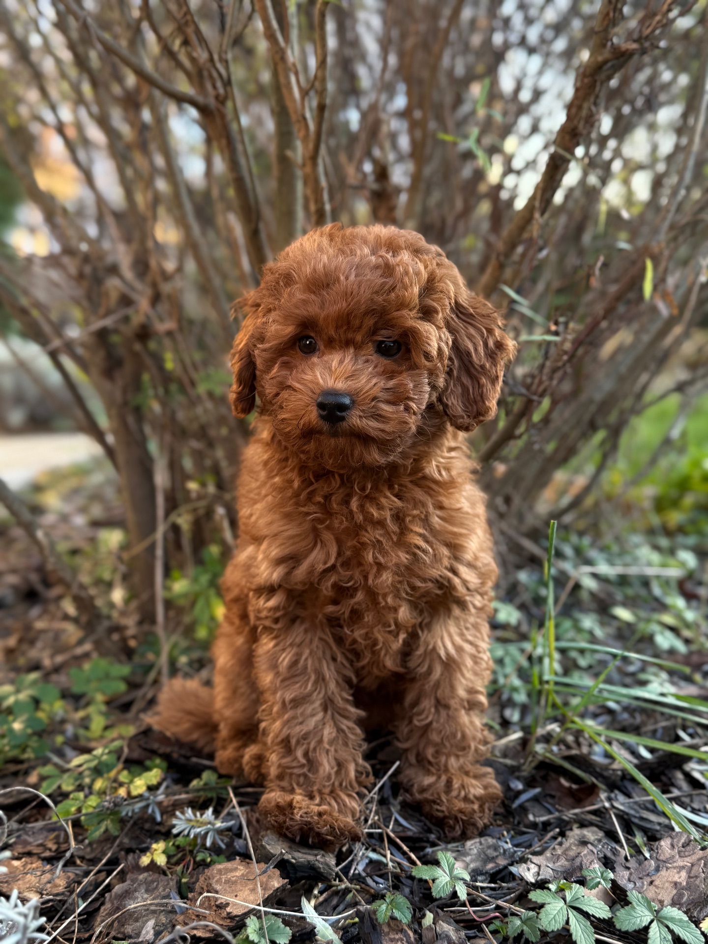 Девочка той пудель