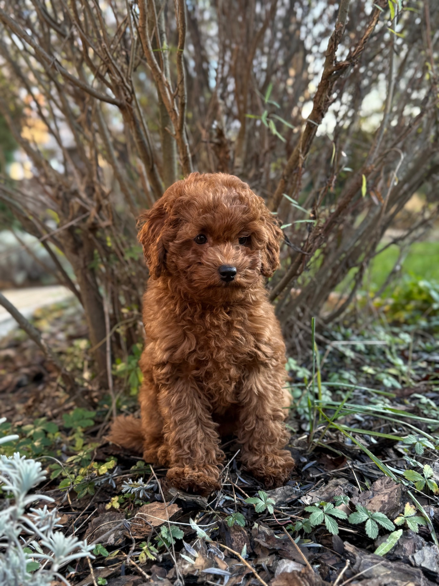 Девочка той пудель