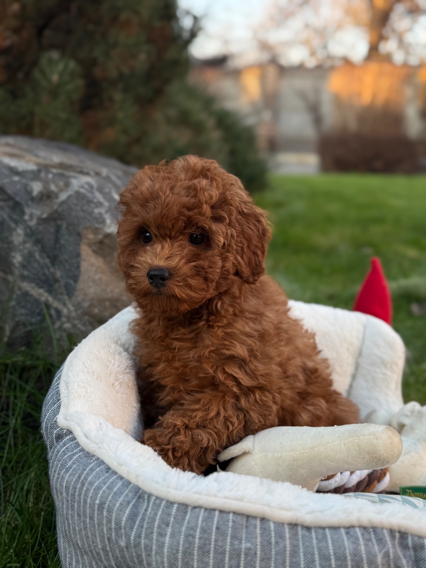 Мальчик той пудель Тедди мишка