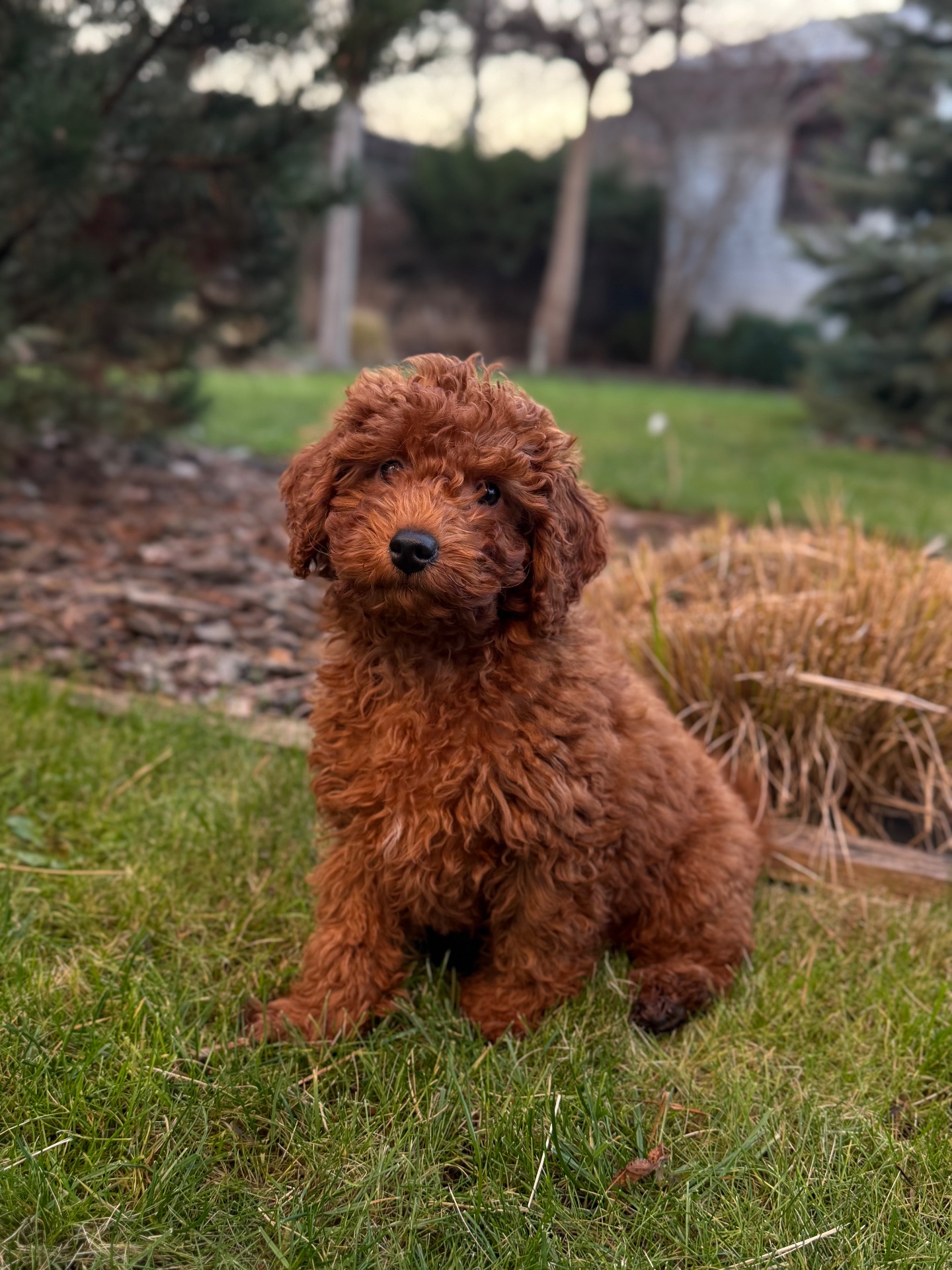 Хлопчик той пудель КИЕВ