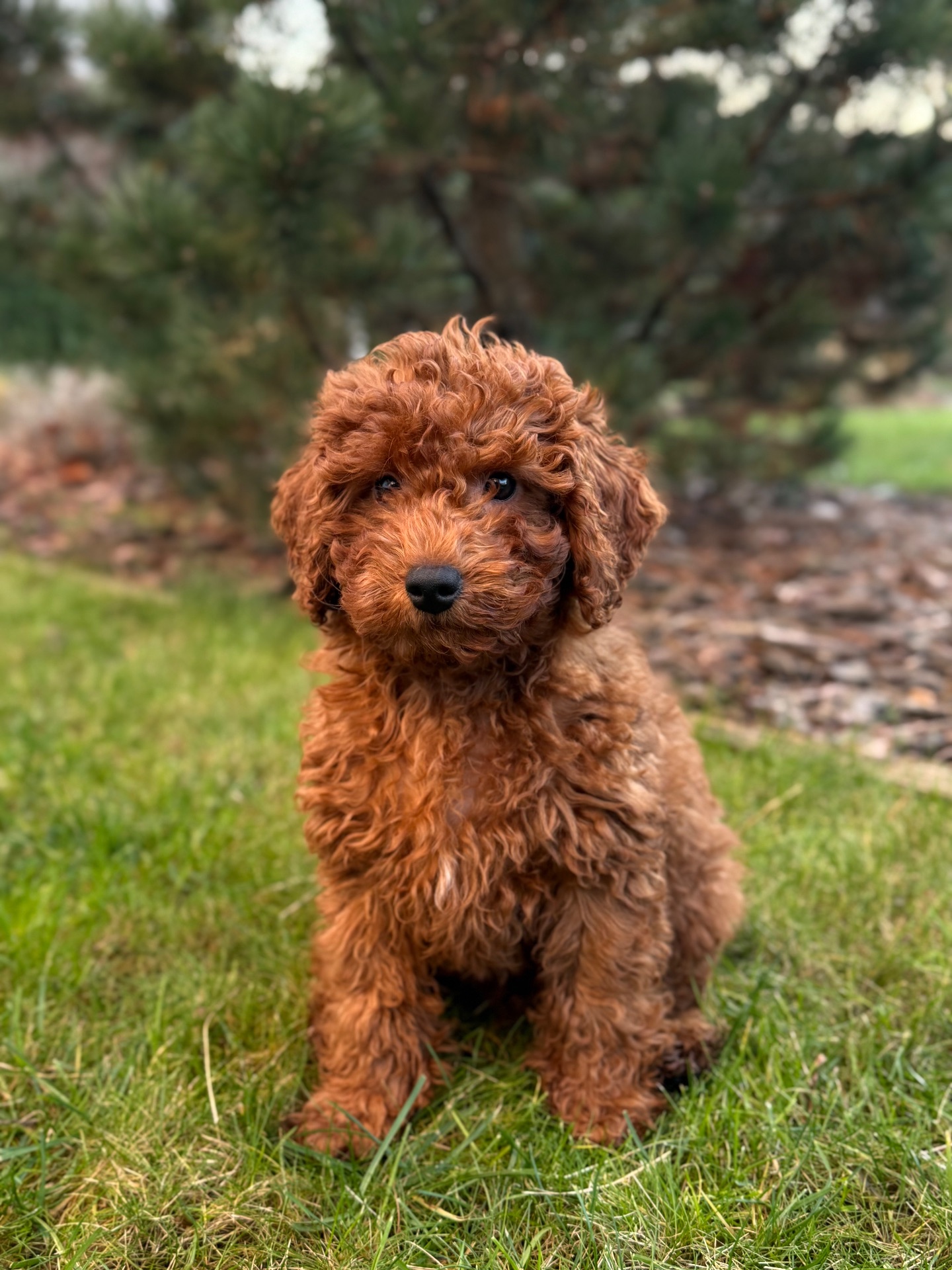 Хлопчик той пудель КИЕВ