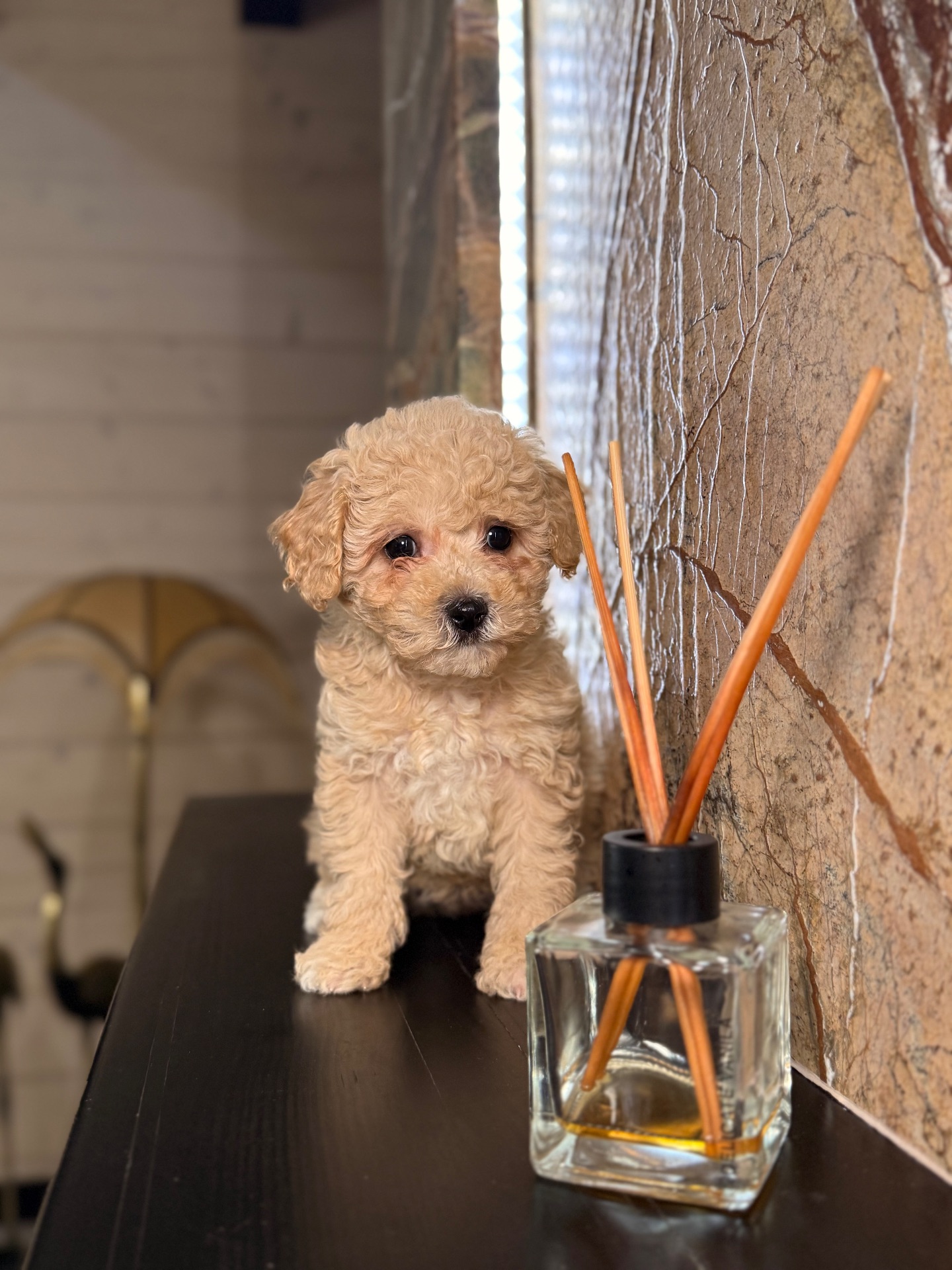 Дівчинка мальтіпу ф1 міні