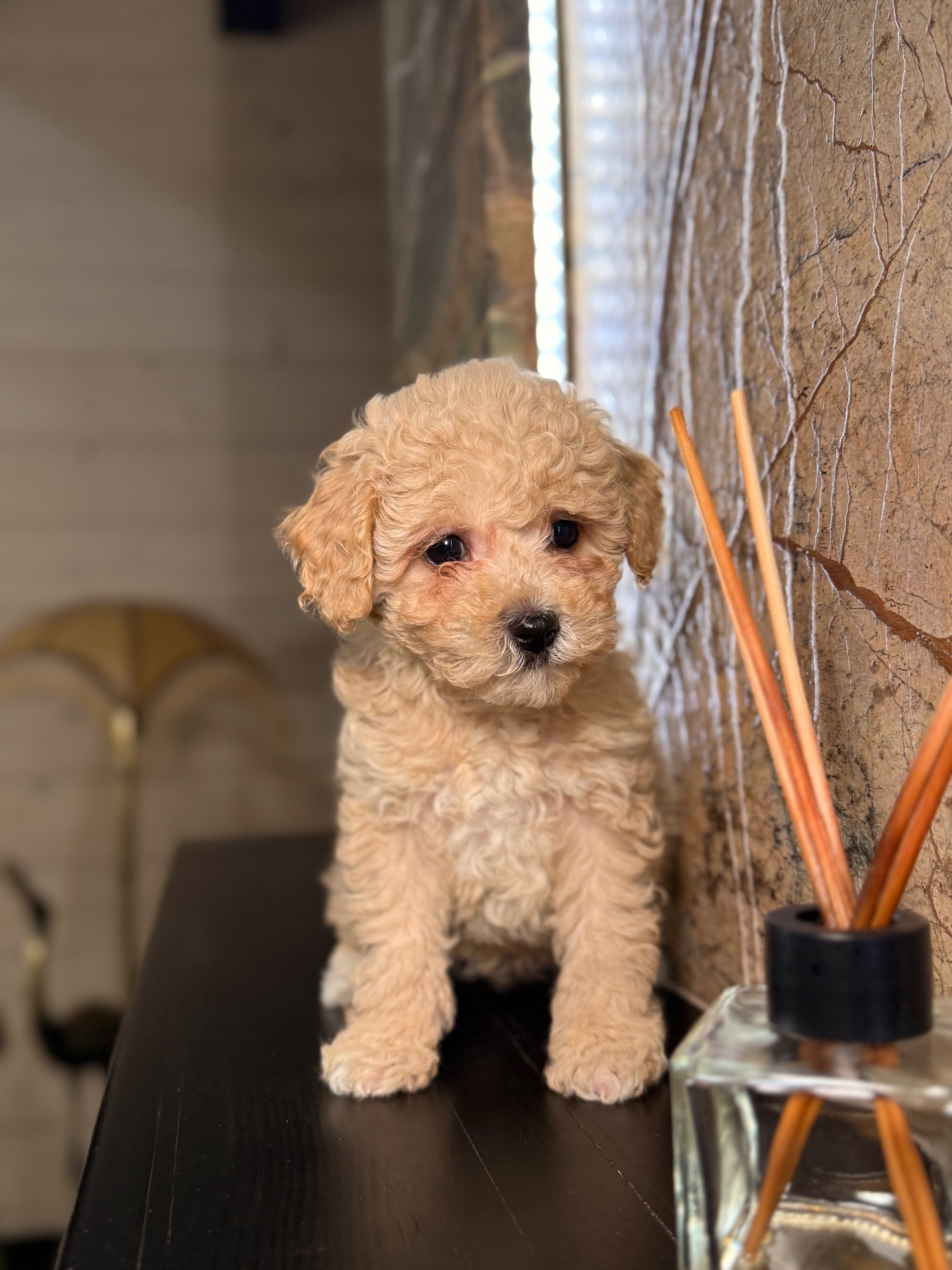 Дівчинка мальтіпу ф1 міні