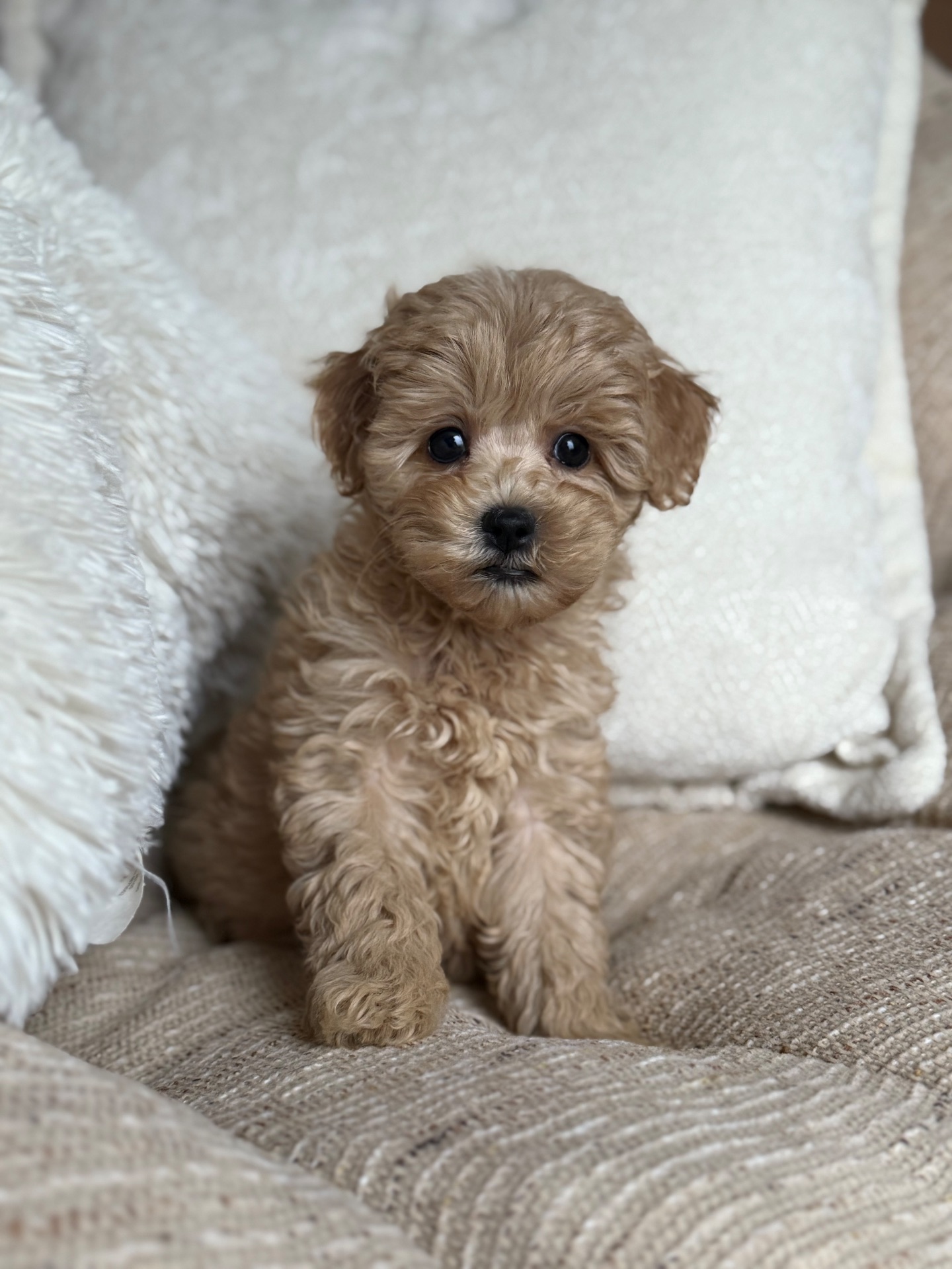 Девочка мальтипу ф1 мини беби фейс