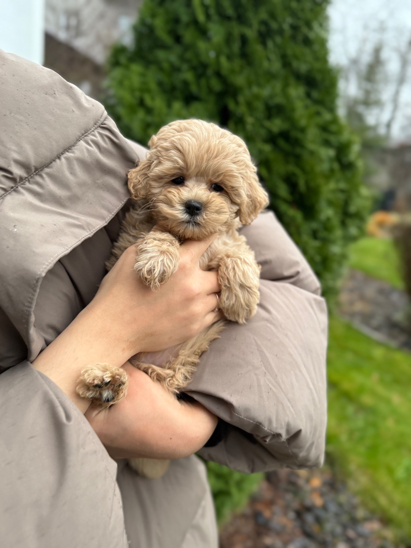 Девочка малышка мини мальтипу ф1 в Киеве