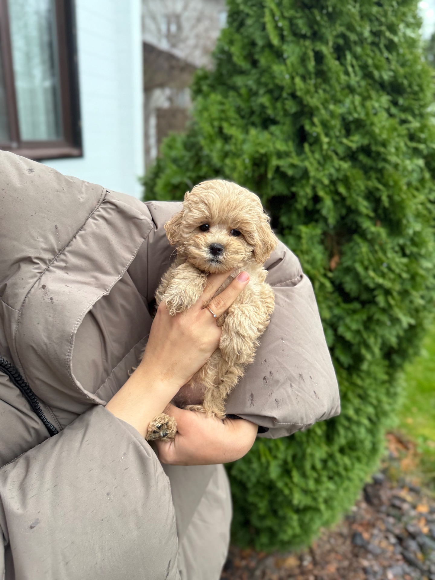 Девочка малышка мини мальтипу ф1 в Киеве