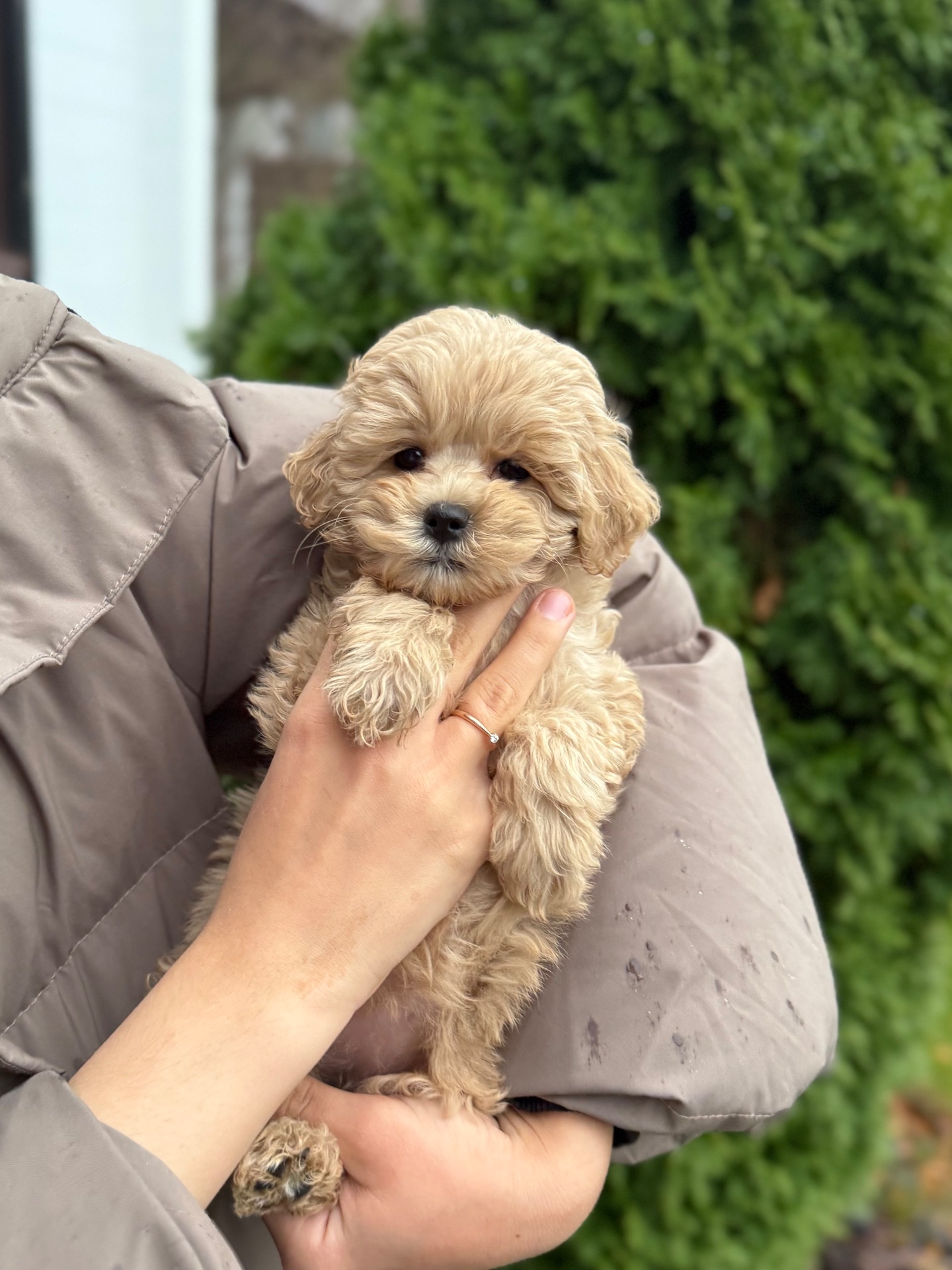 Девочка малышка мини мальтипу ф1 в Киеве