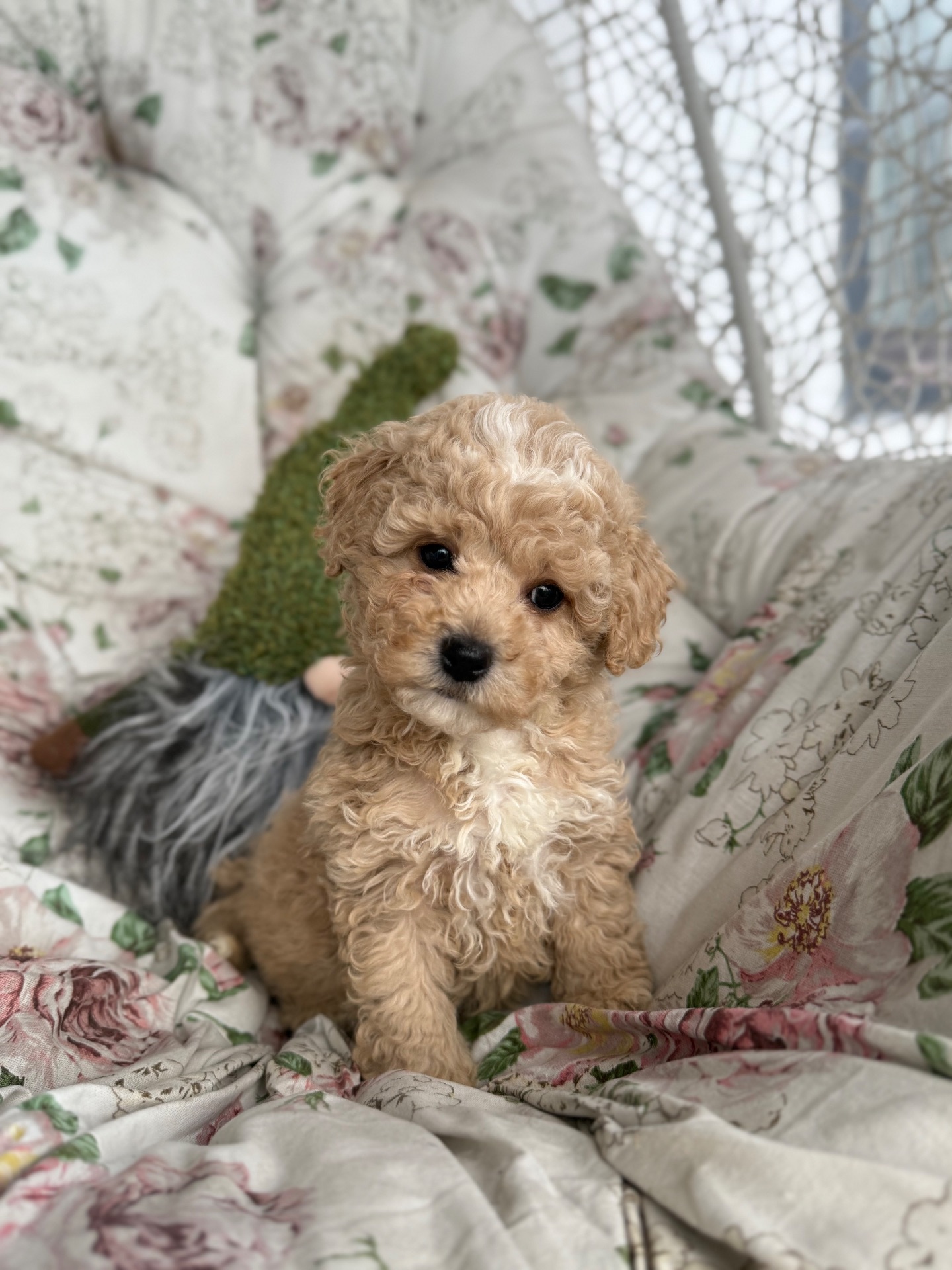 Мальчик мальтипу ф1 беби фейс в Киеве