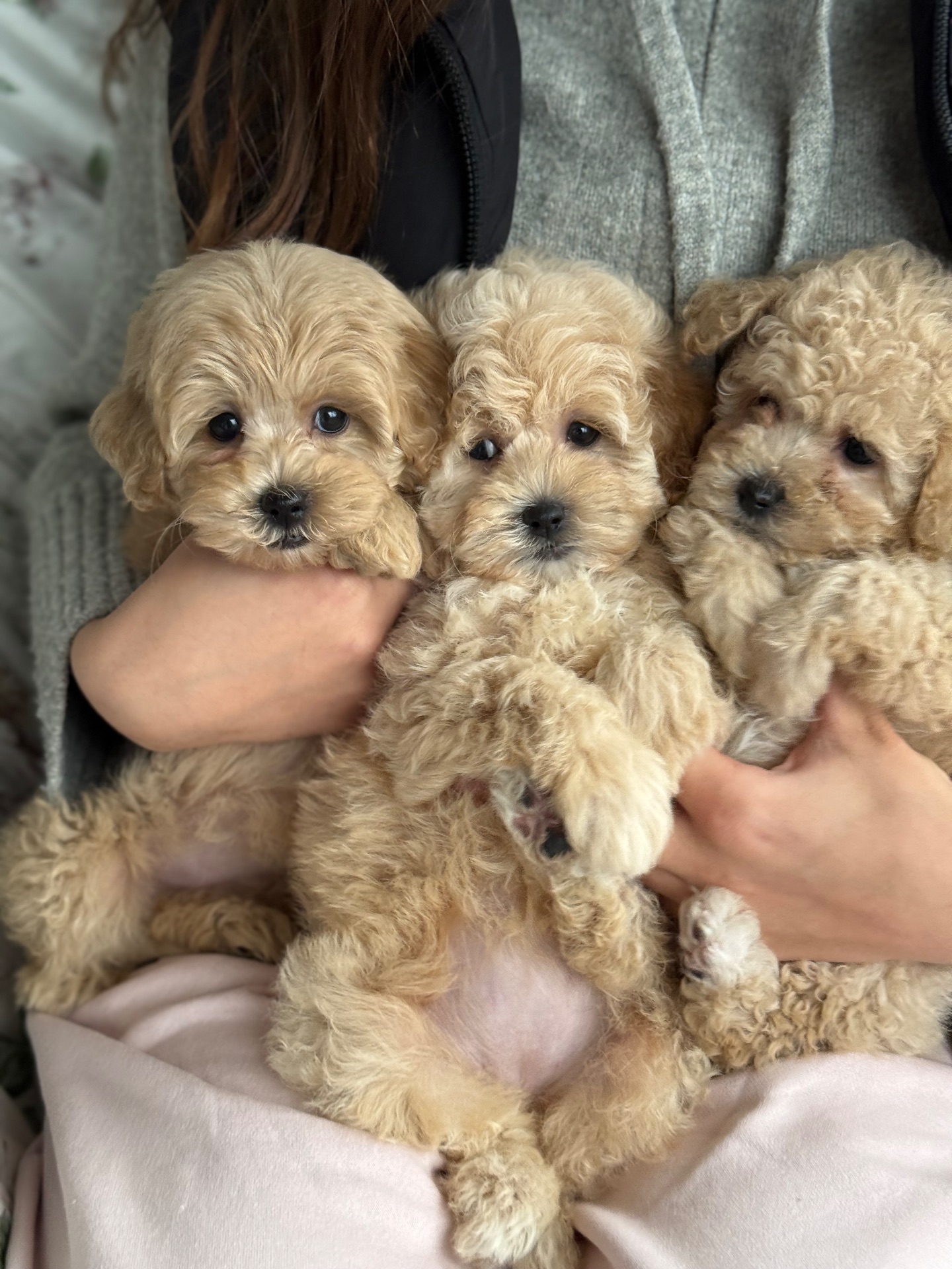 Девочка мини мальтипу ф1 беби фейс в Киеве