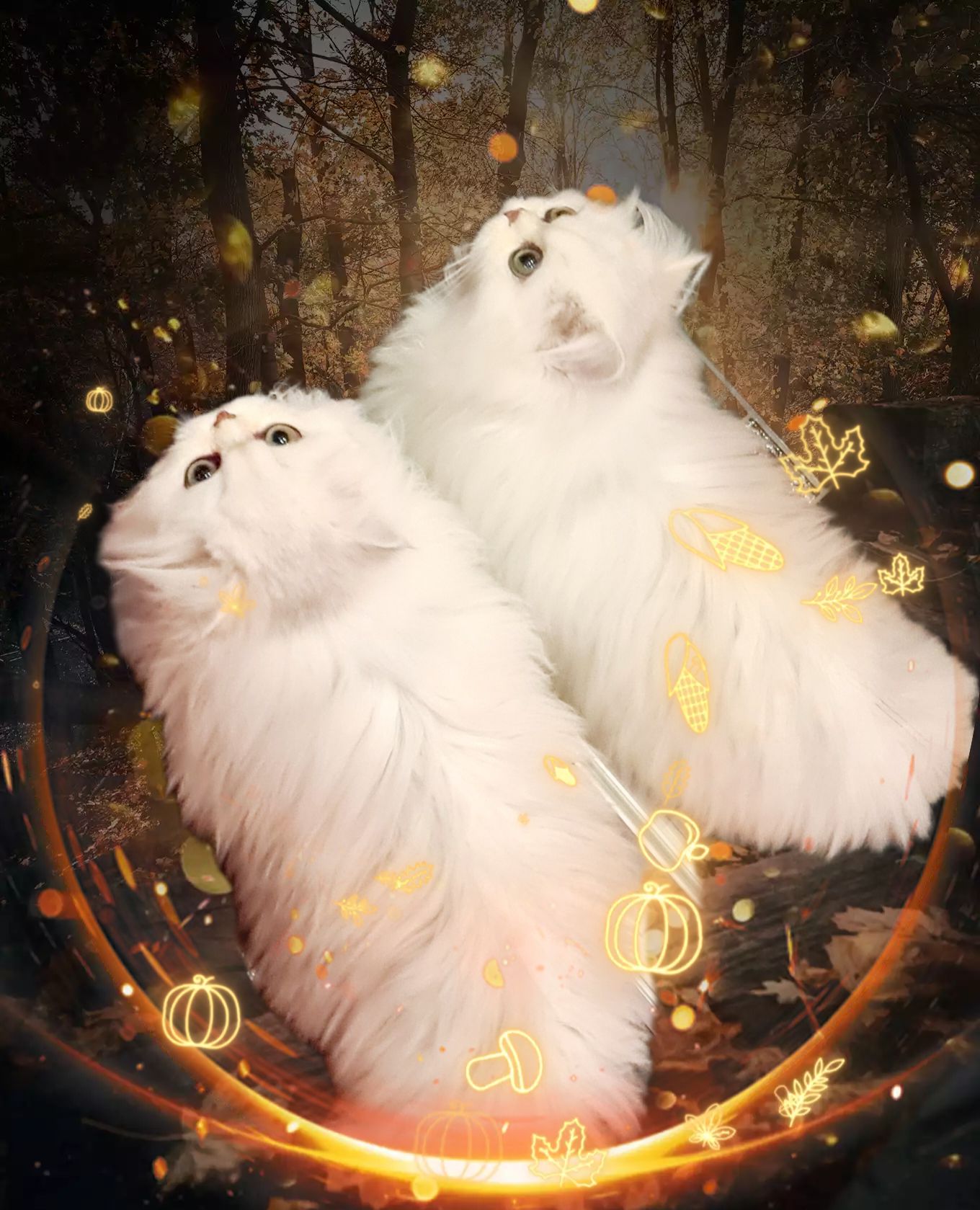 Британська довгошерста