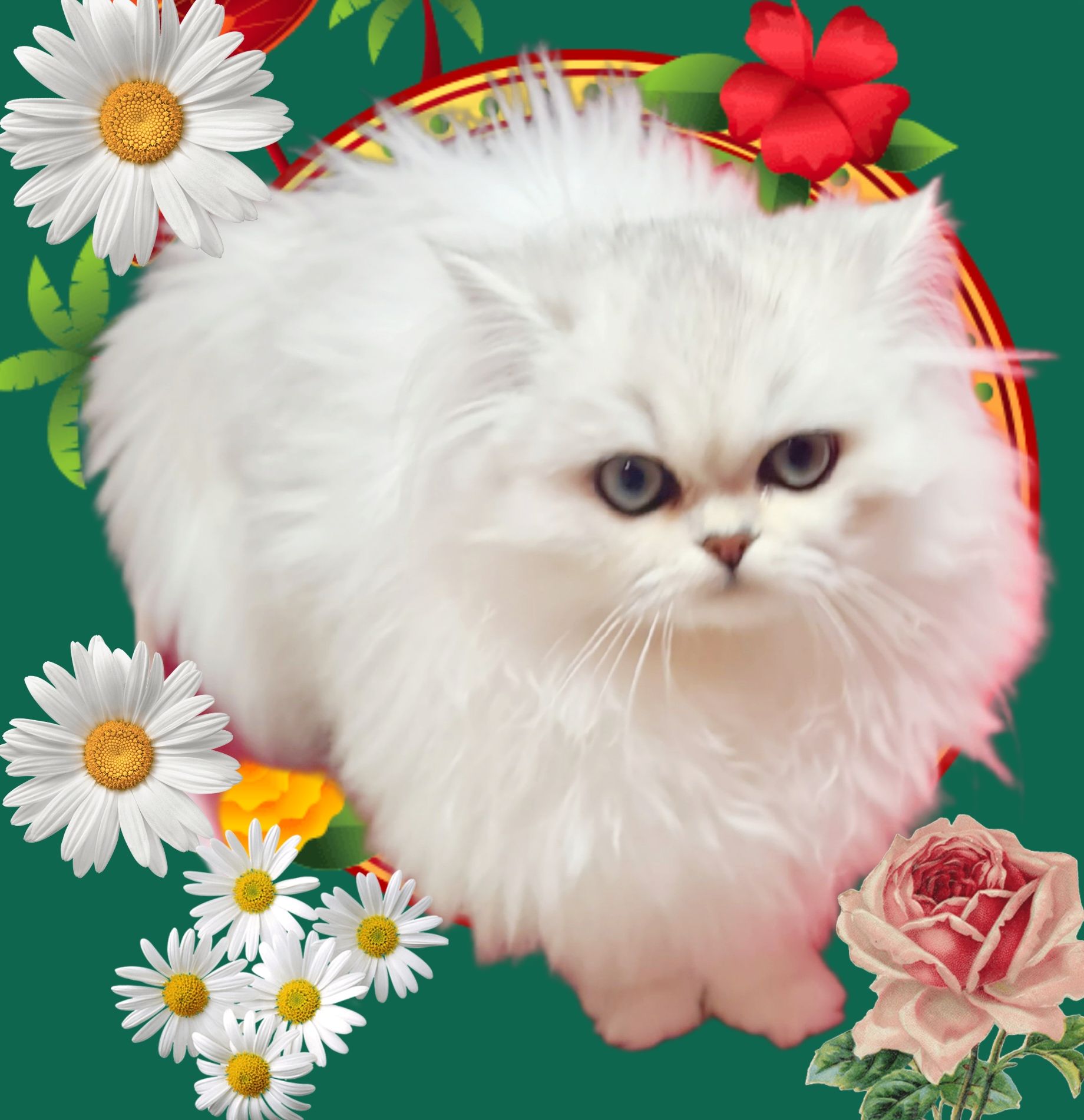 Британська довгошерста