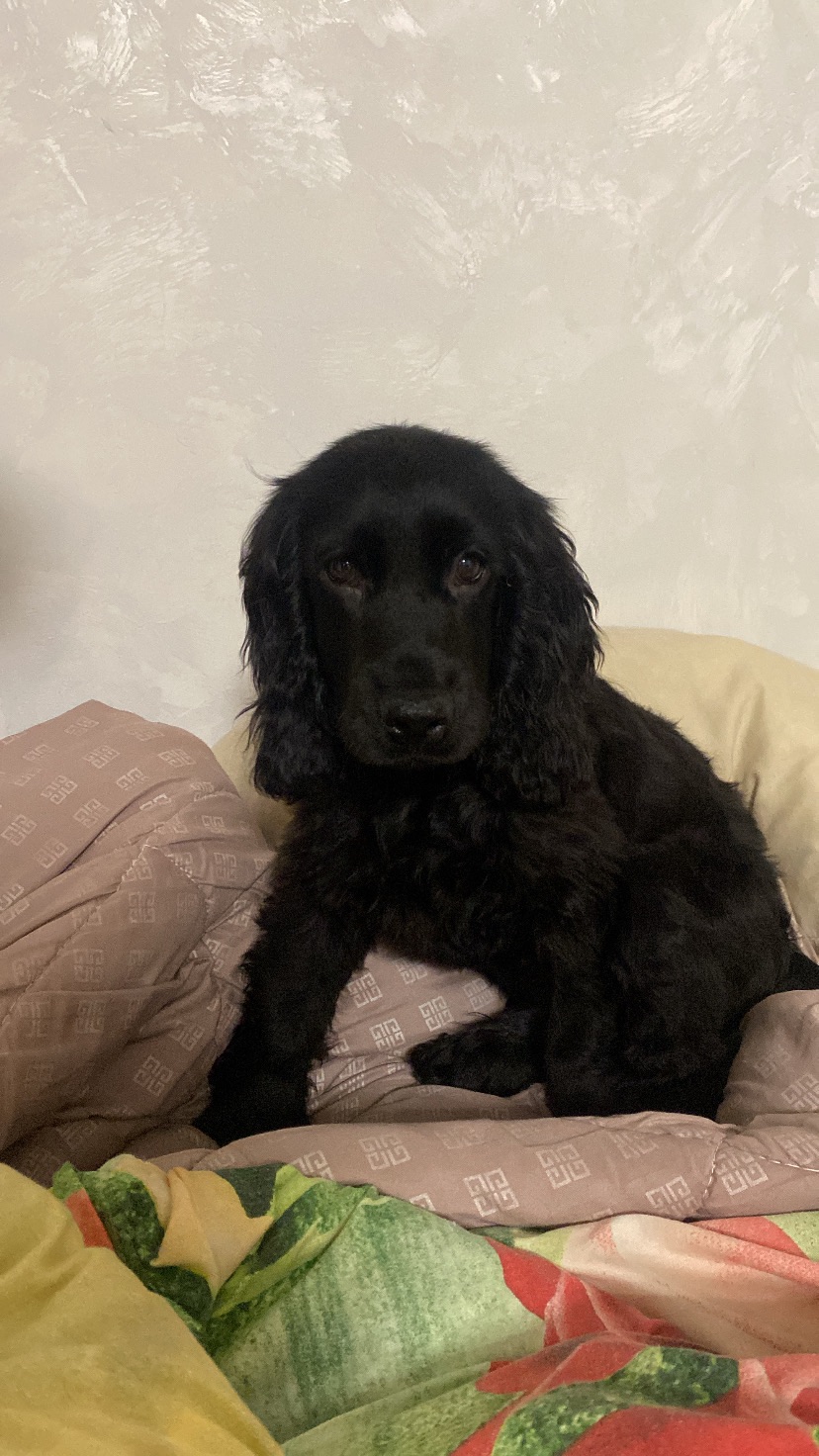 Английский кокер спаниель