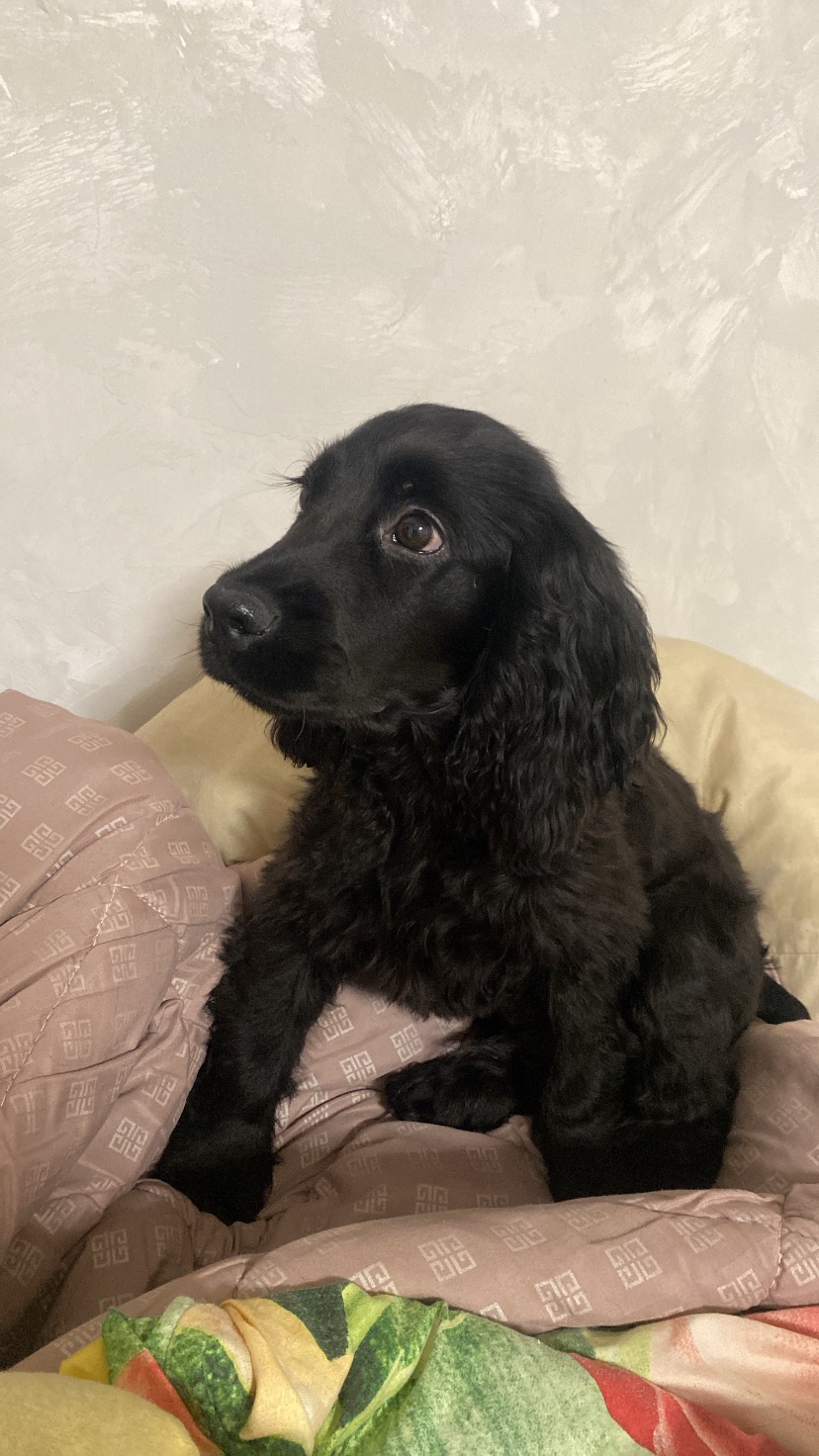 Английский кокер спаниель