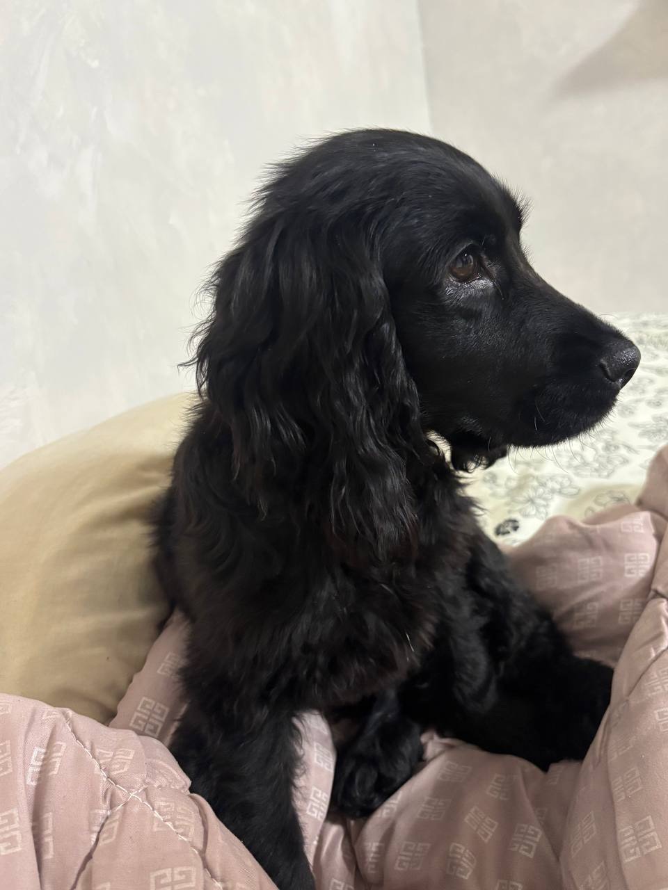 Английский кокер спаниель