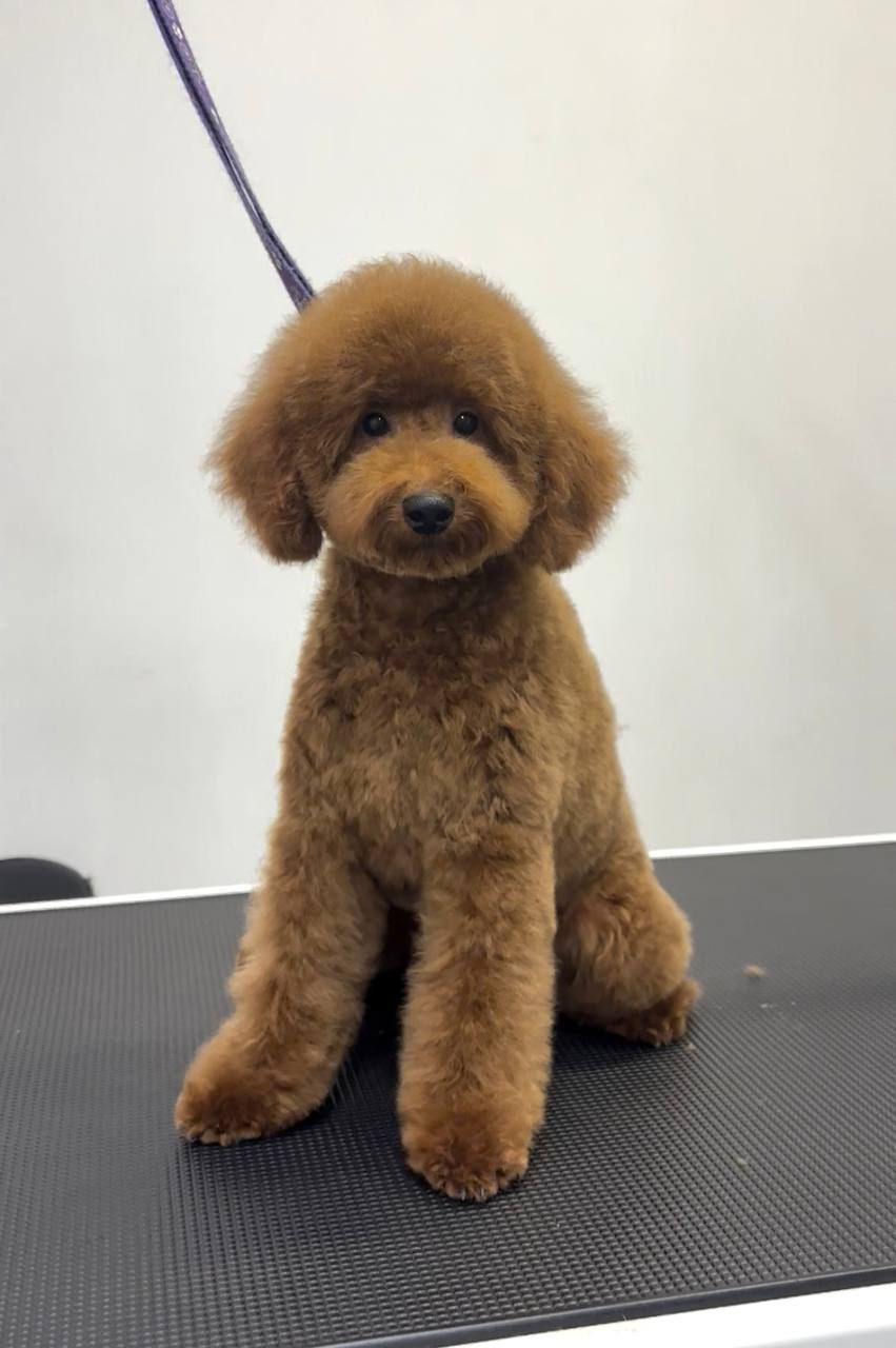 Пудель хлопчик мініатюра(карлик), red