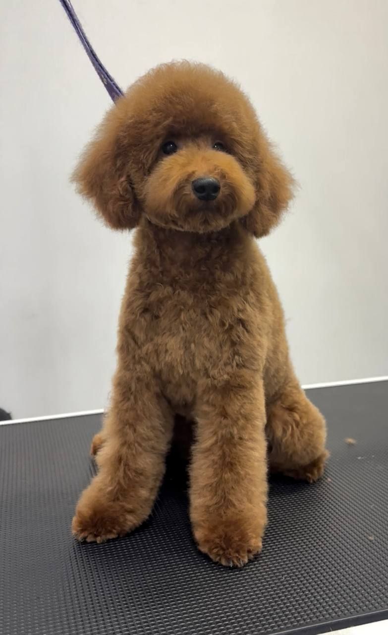 Пудель хлопчик мініатюра(карлик), red