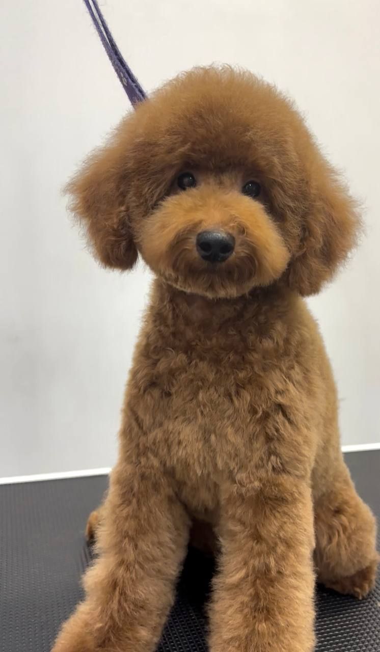 Пудель хлопчик мініатюра(карлик), red