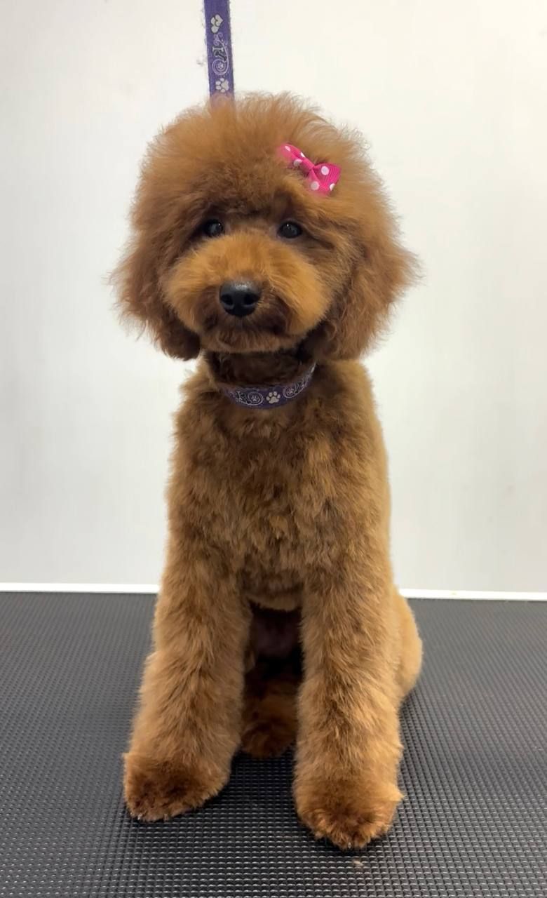 Пудель дівчинка мініатюра (карлик), red