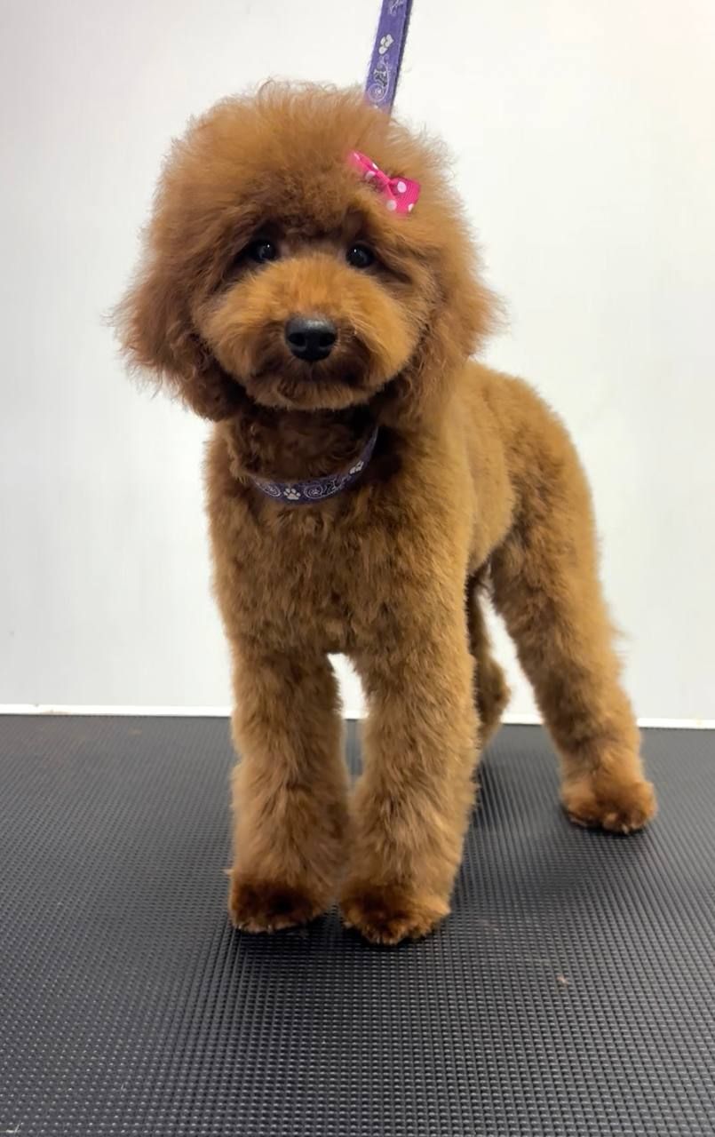 Пудель дівчинка мініатюра (карлик), red