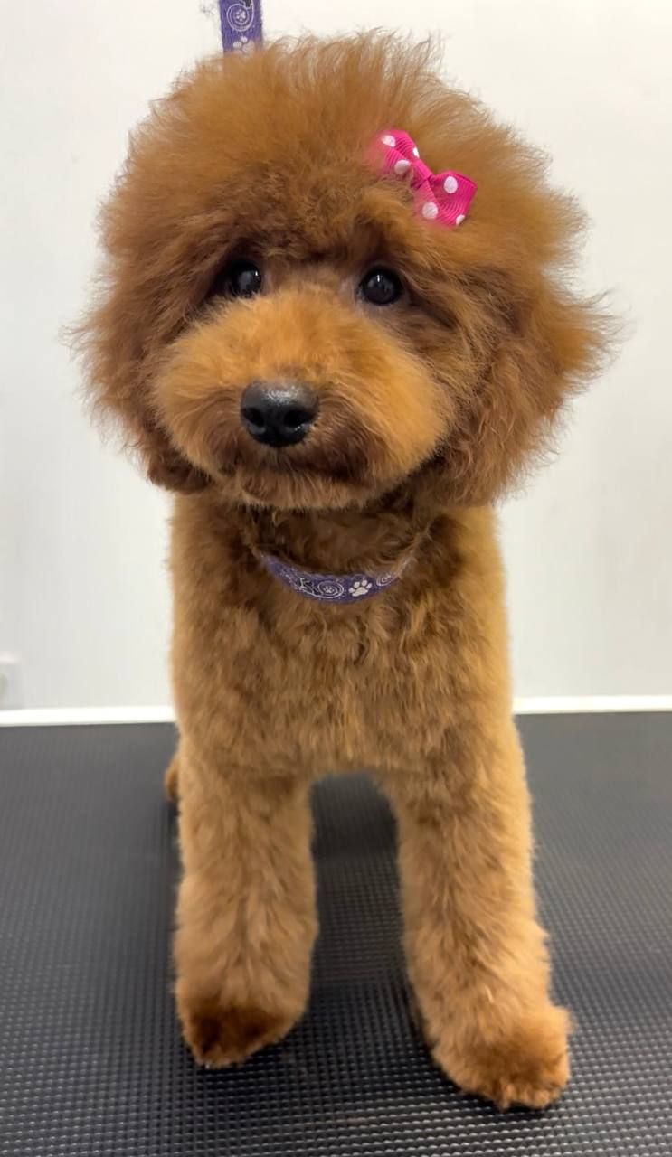 Пудель дівчинка мініатюра (карлик), red