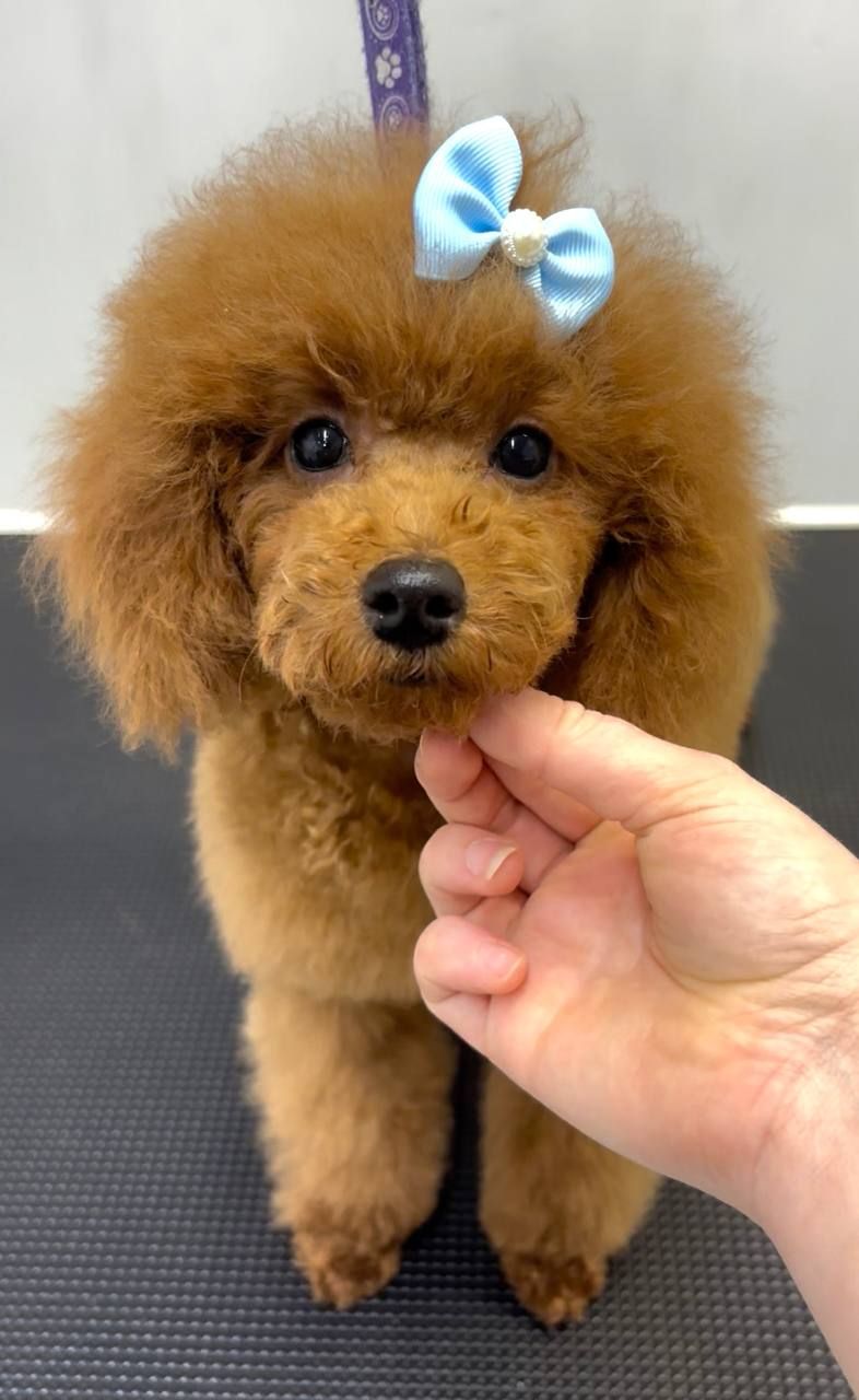 Червона дівчинка той пудель